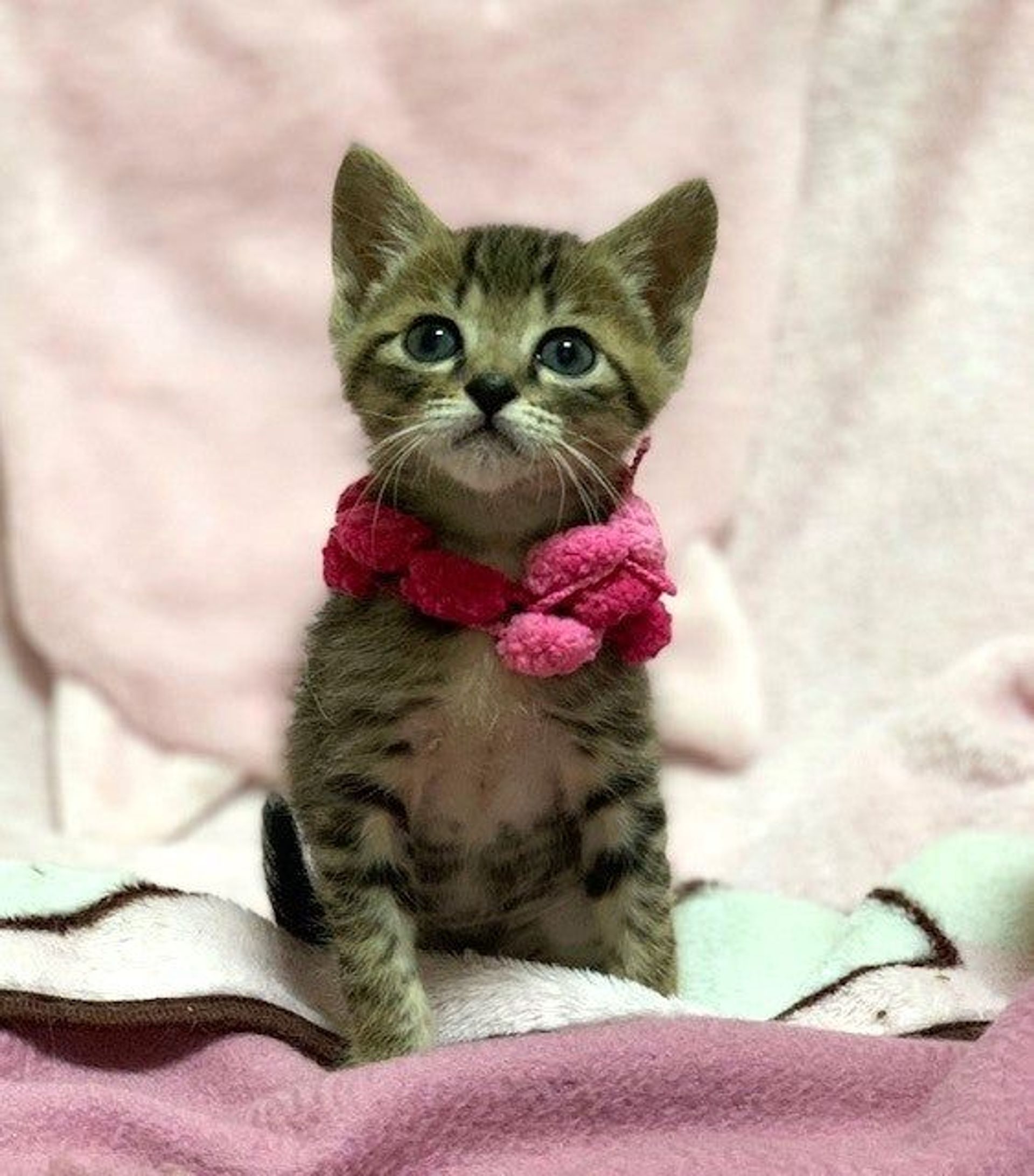 雑種（ミックス猫）・オスの里親募集の写真