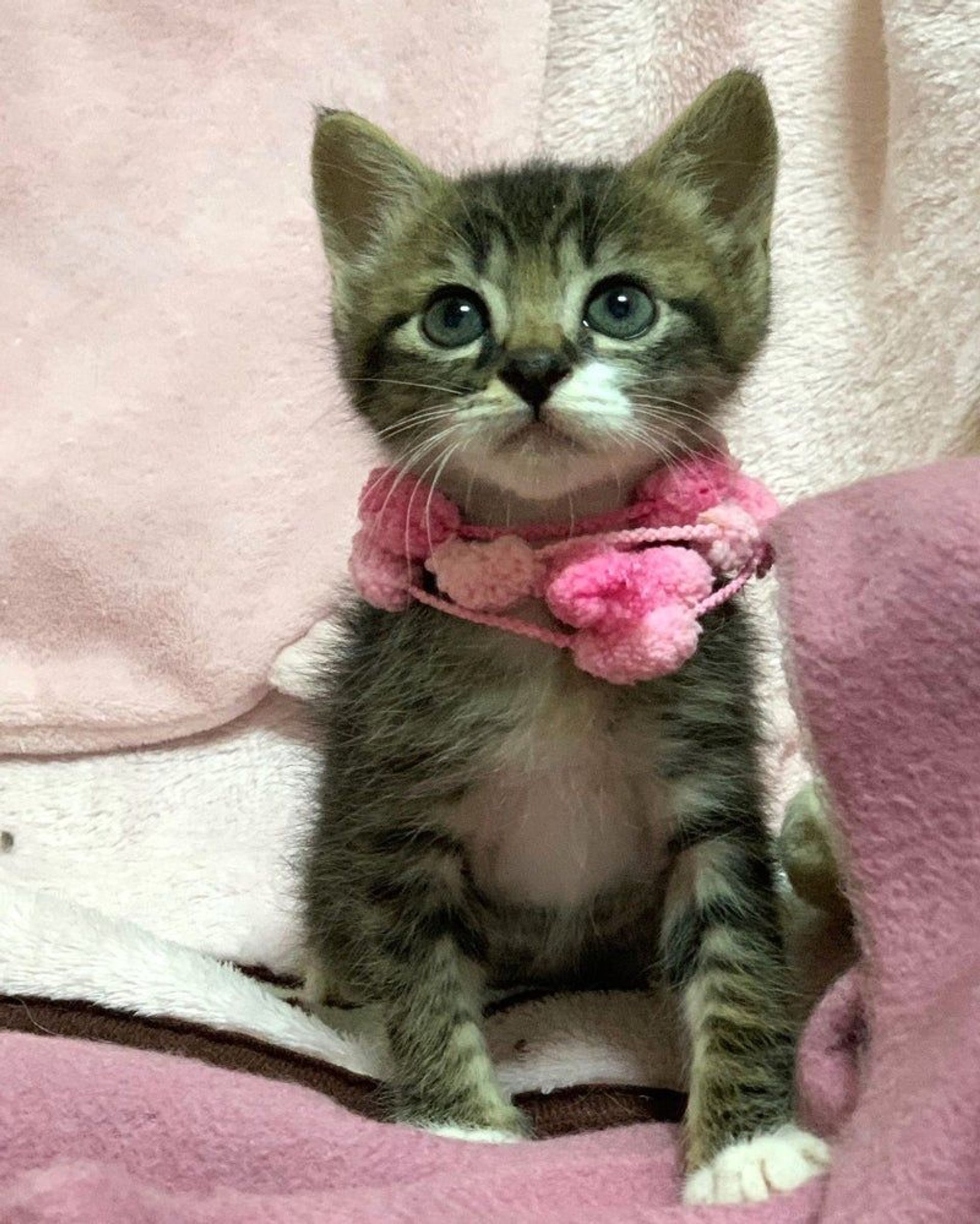 雑種（ミックス猫）・オスの里親募集の写真