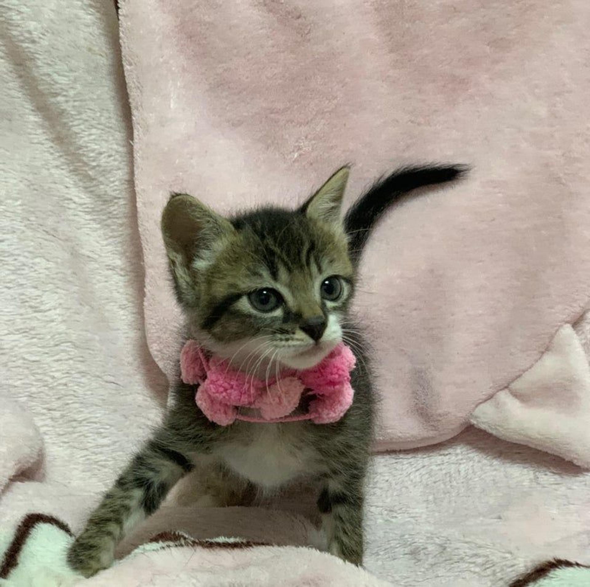 pet-image-3