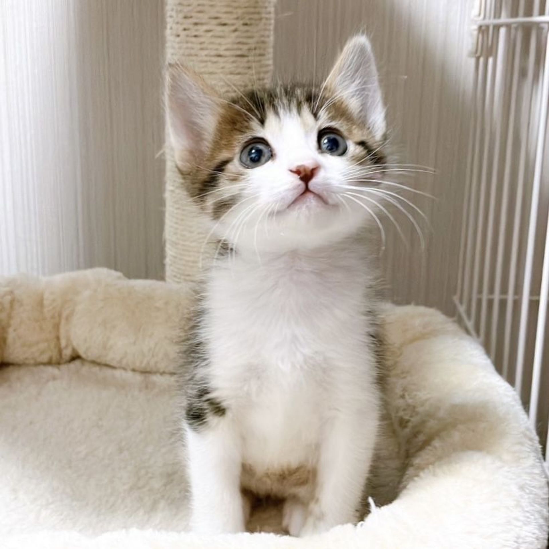 雑種（ミックス猫）・オスの里親募集の写真
