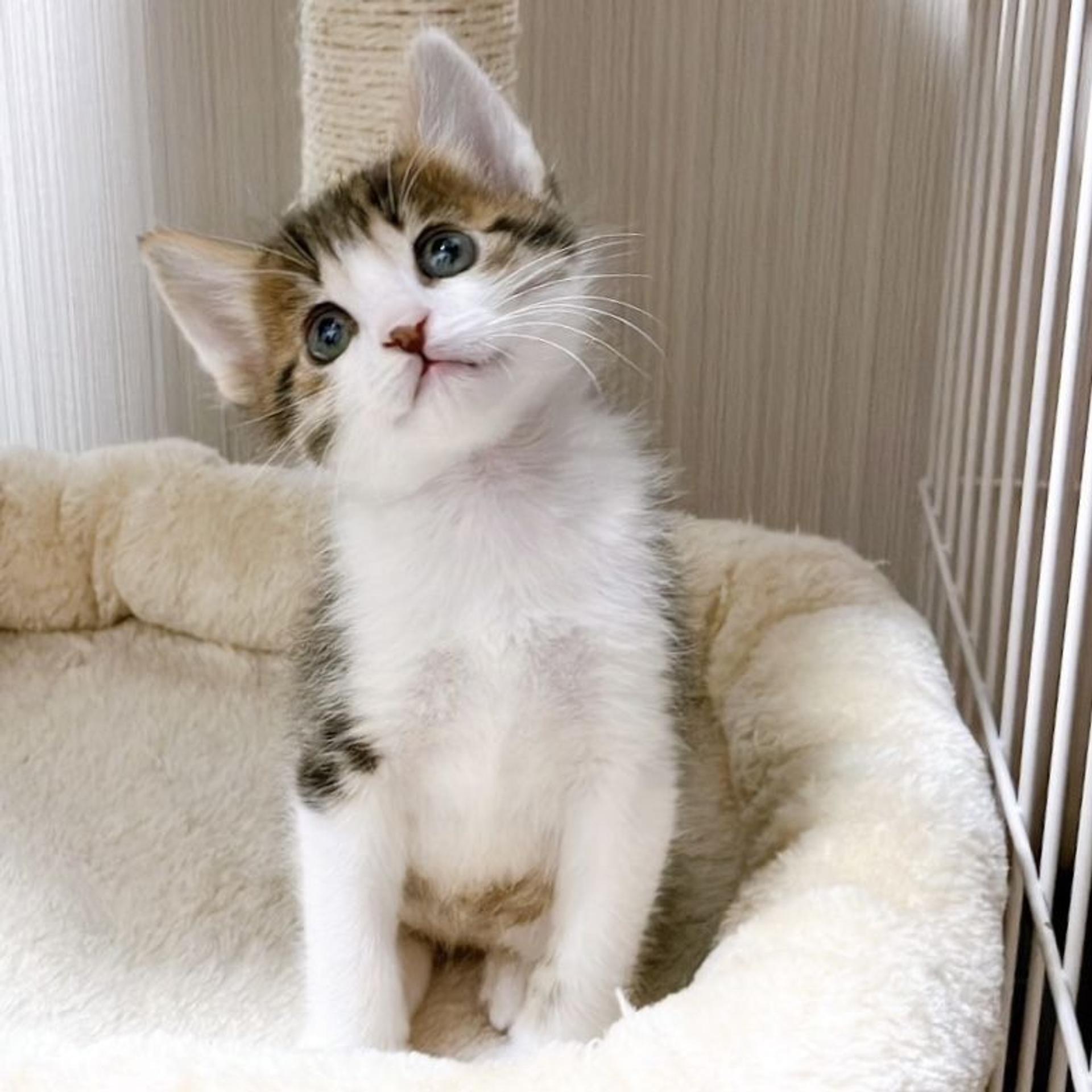pet-image-2