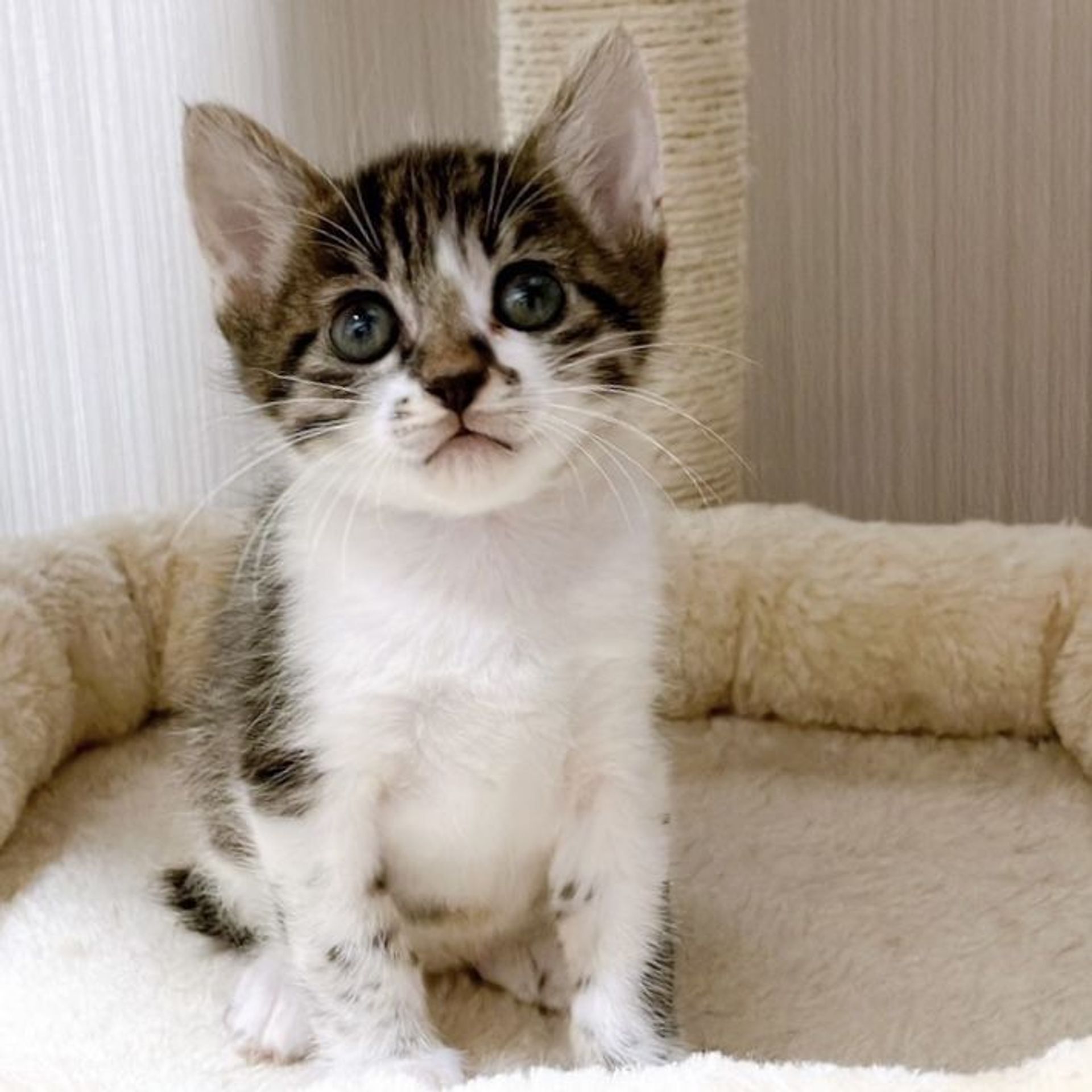 雑種（ミックス猫）・メスの里親募集の写真