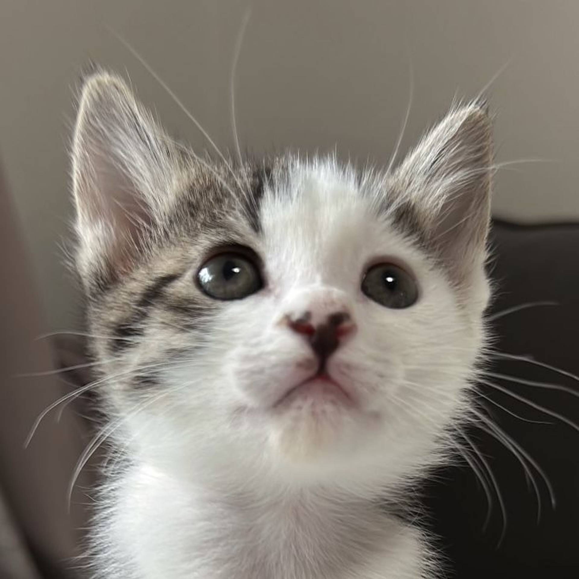 雑種（ミックス猫）・メスの里親募集の写真