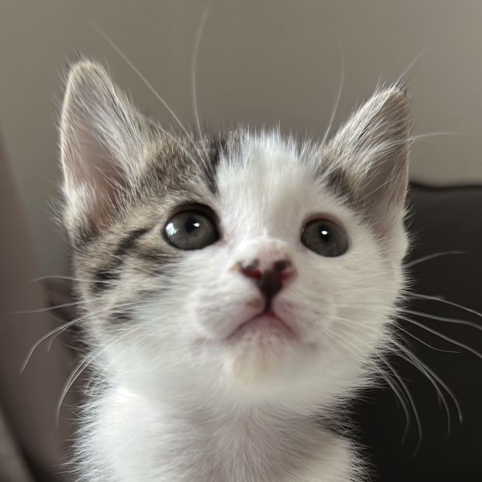 雑種（ミックス猫）・メスの里親募集の写真