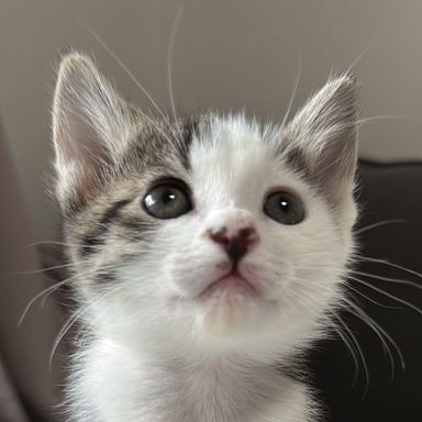 ペンネの写真