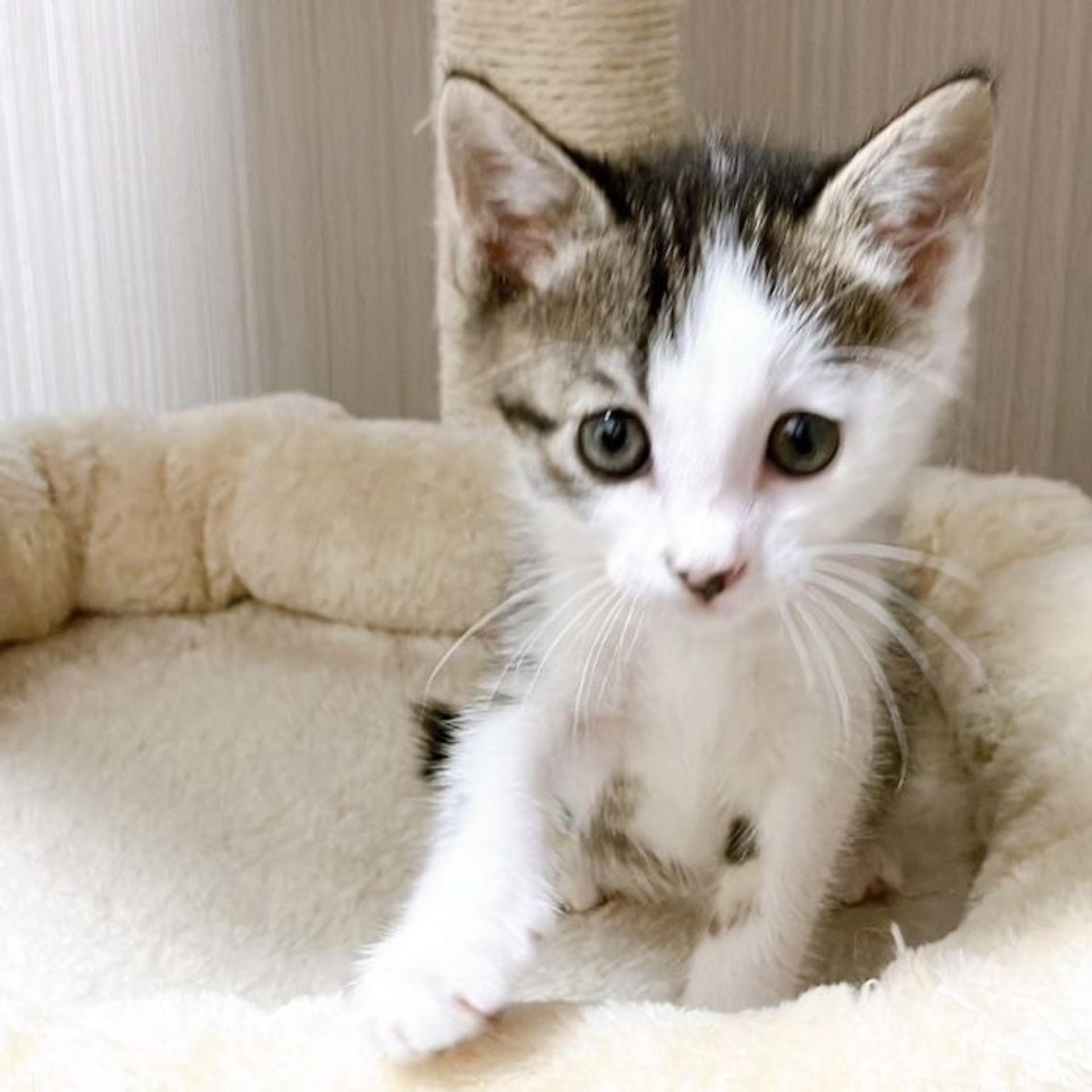 pet-image-4