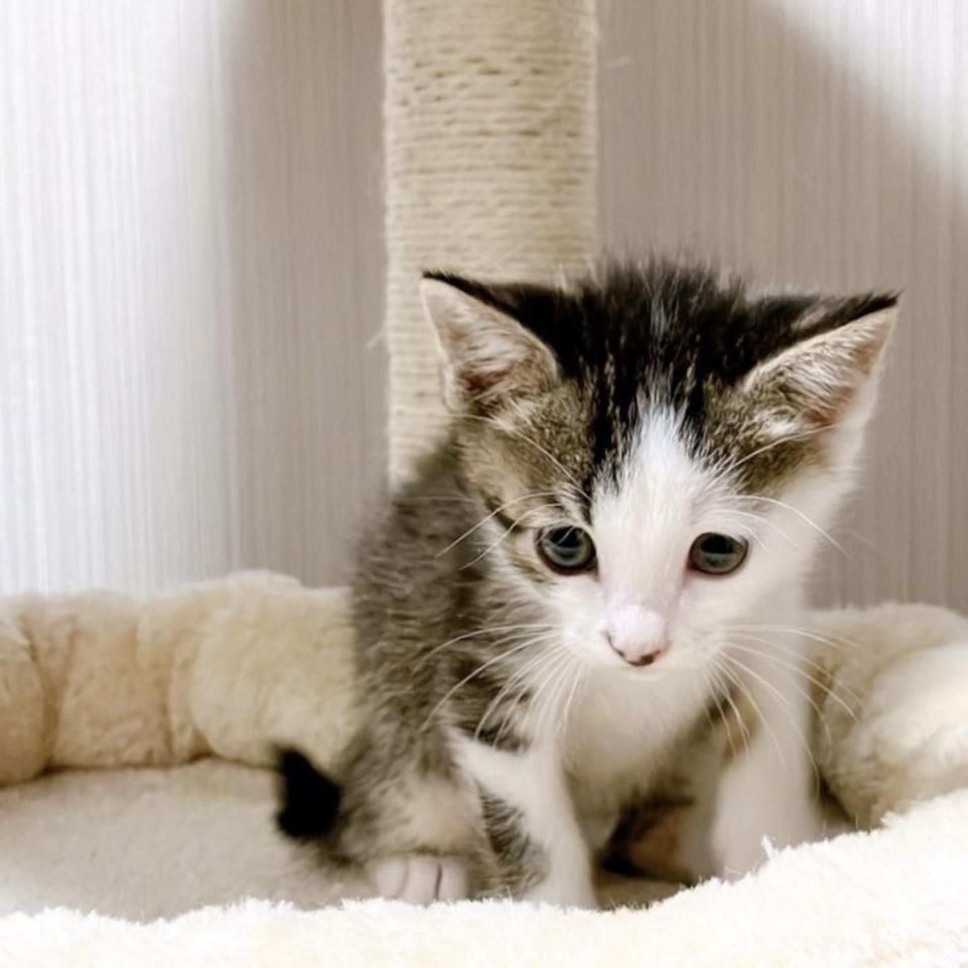 pet-image-5
