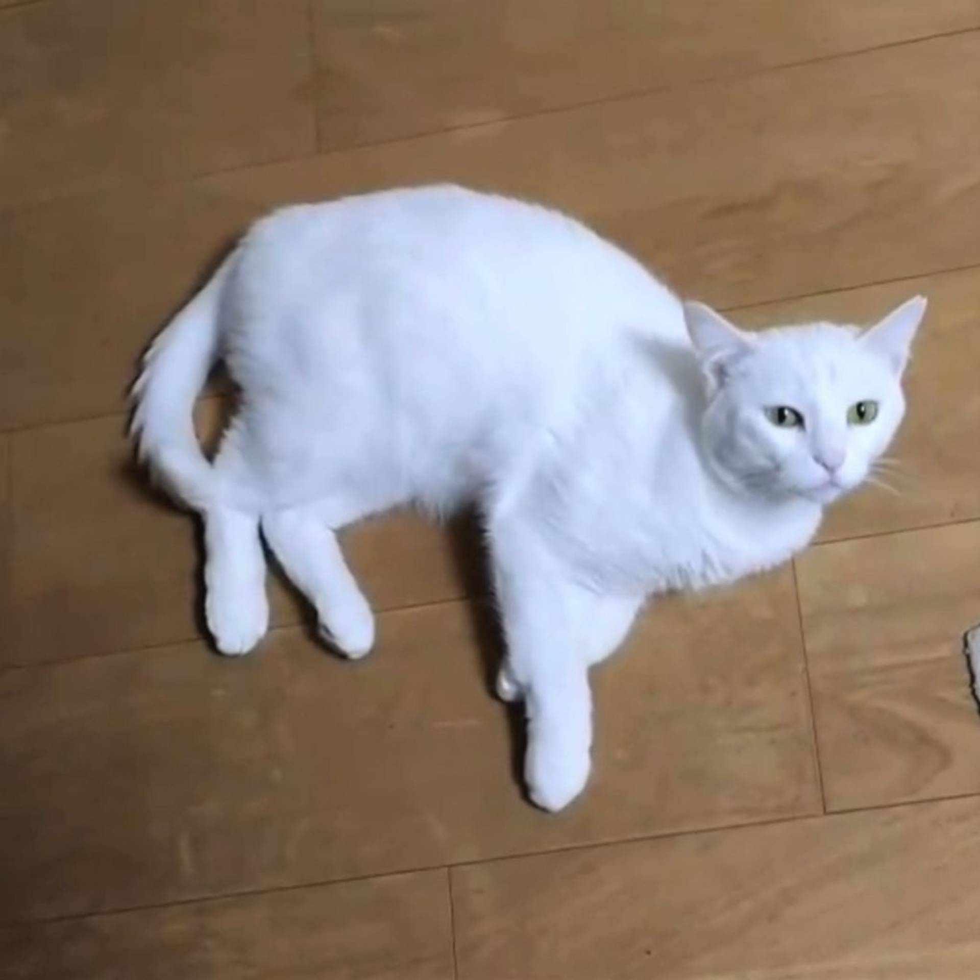 雑種（ミックス猫）・メスの里親募集の写真