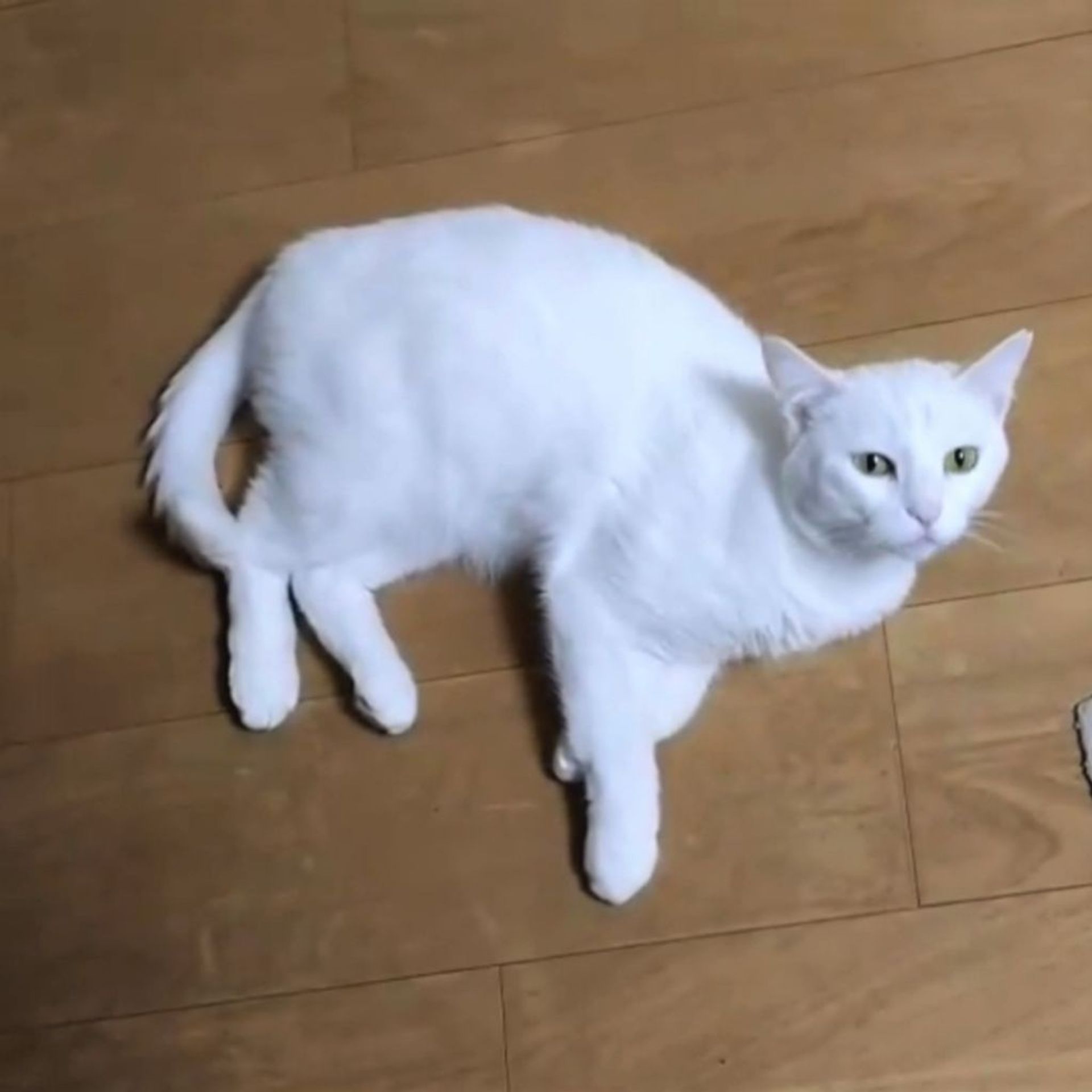雑種（ミックス猫）・メスの里親募集の写真
