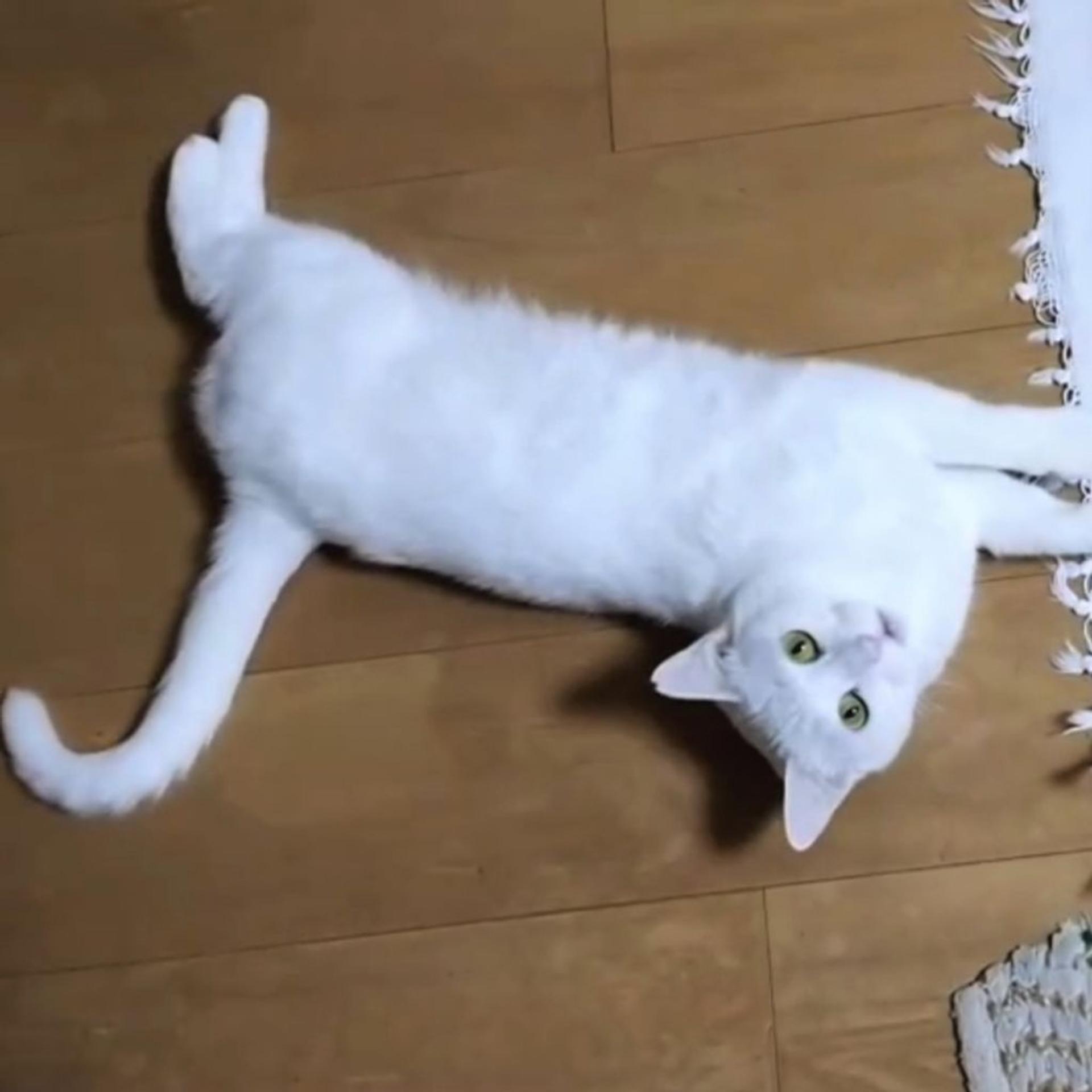 pet-image-3