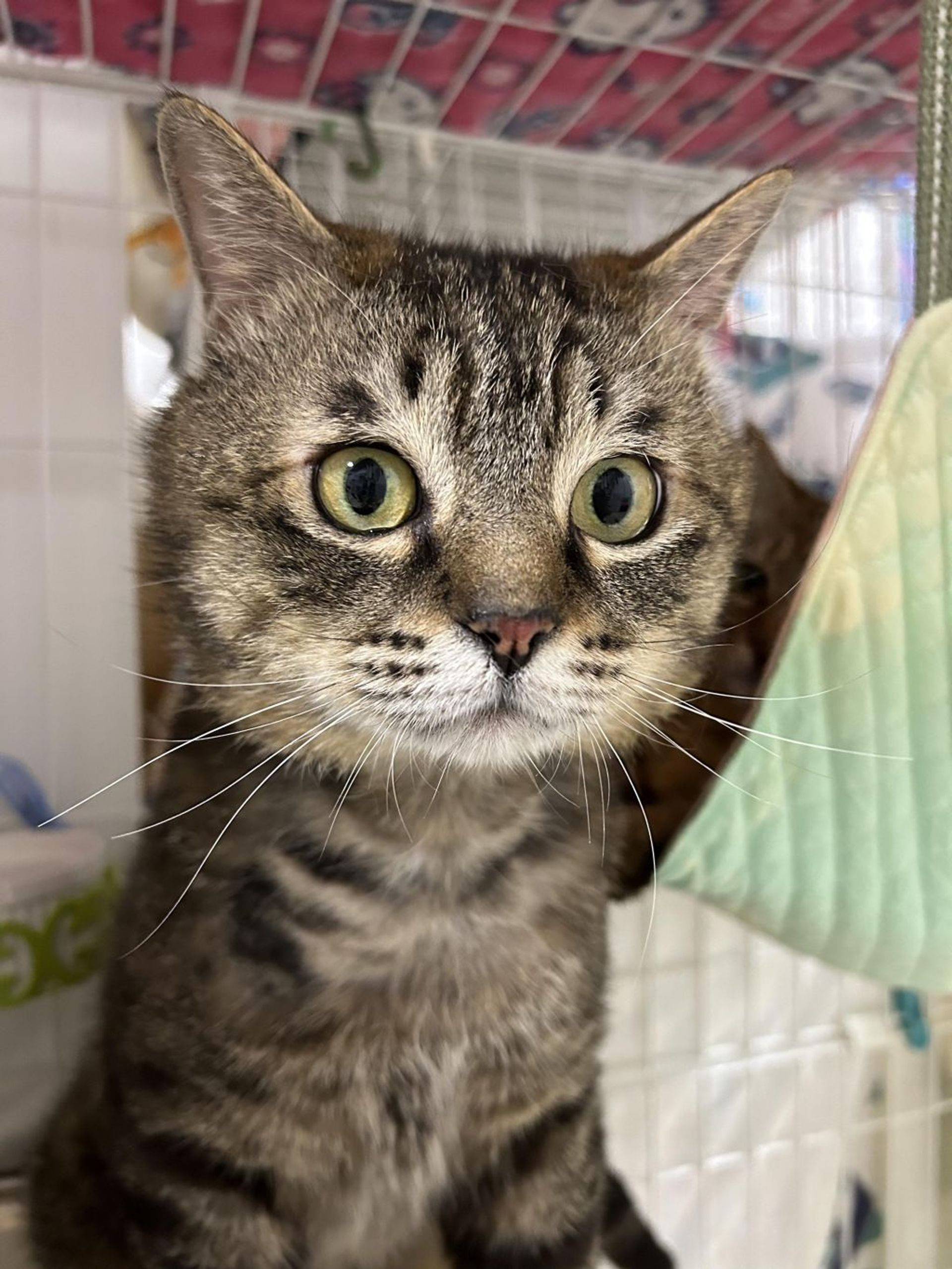雑種（ミックス猫）・オスの里親募集の写真
