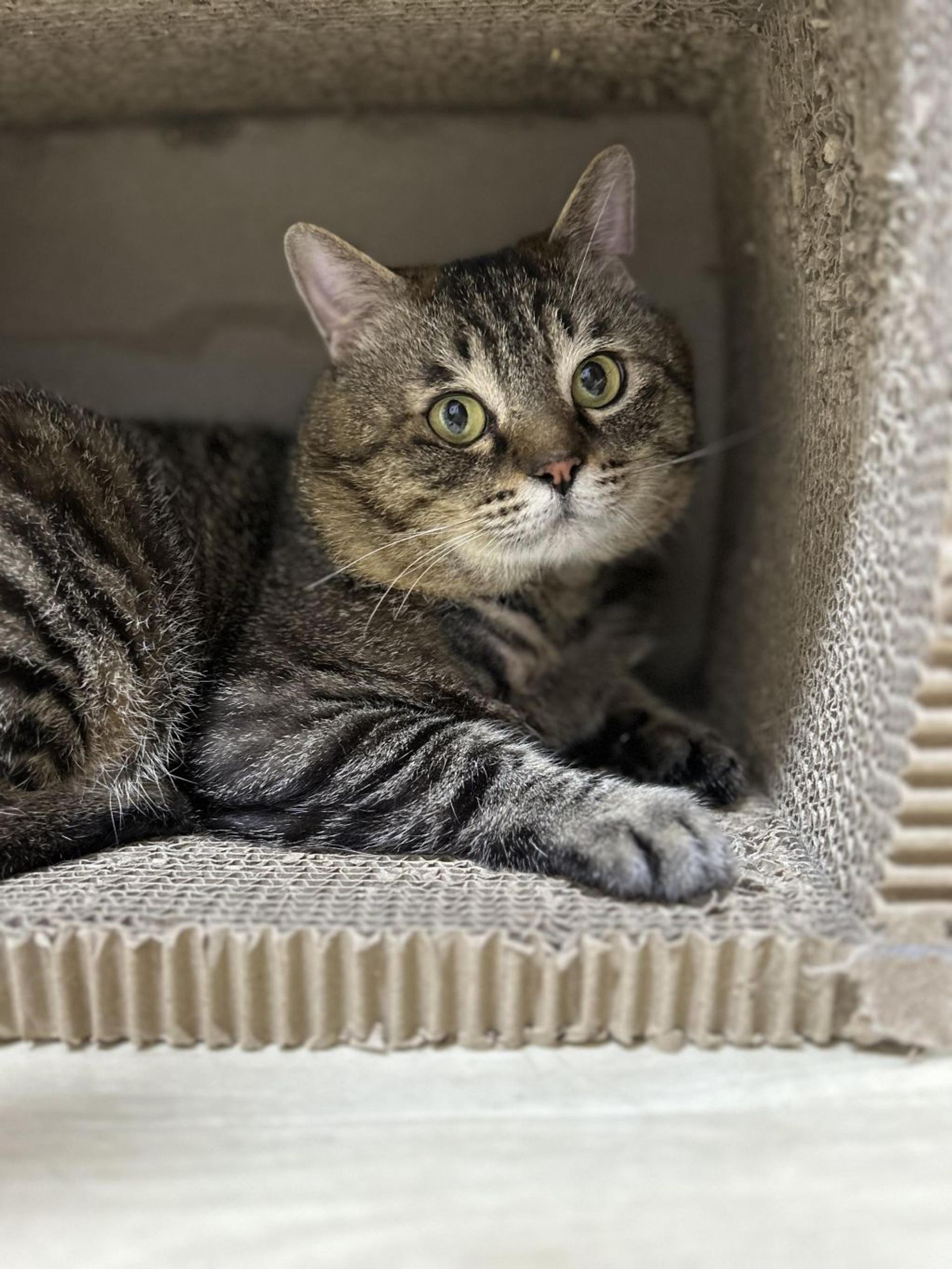 pet-image-3
