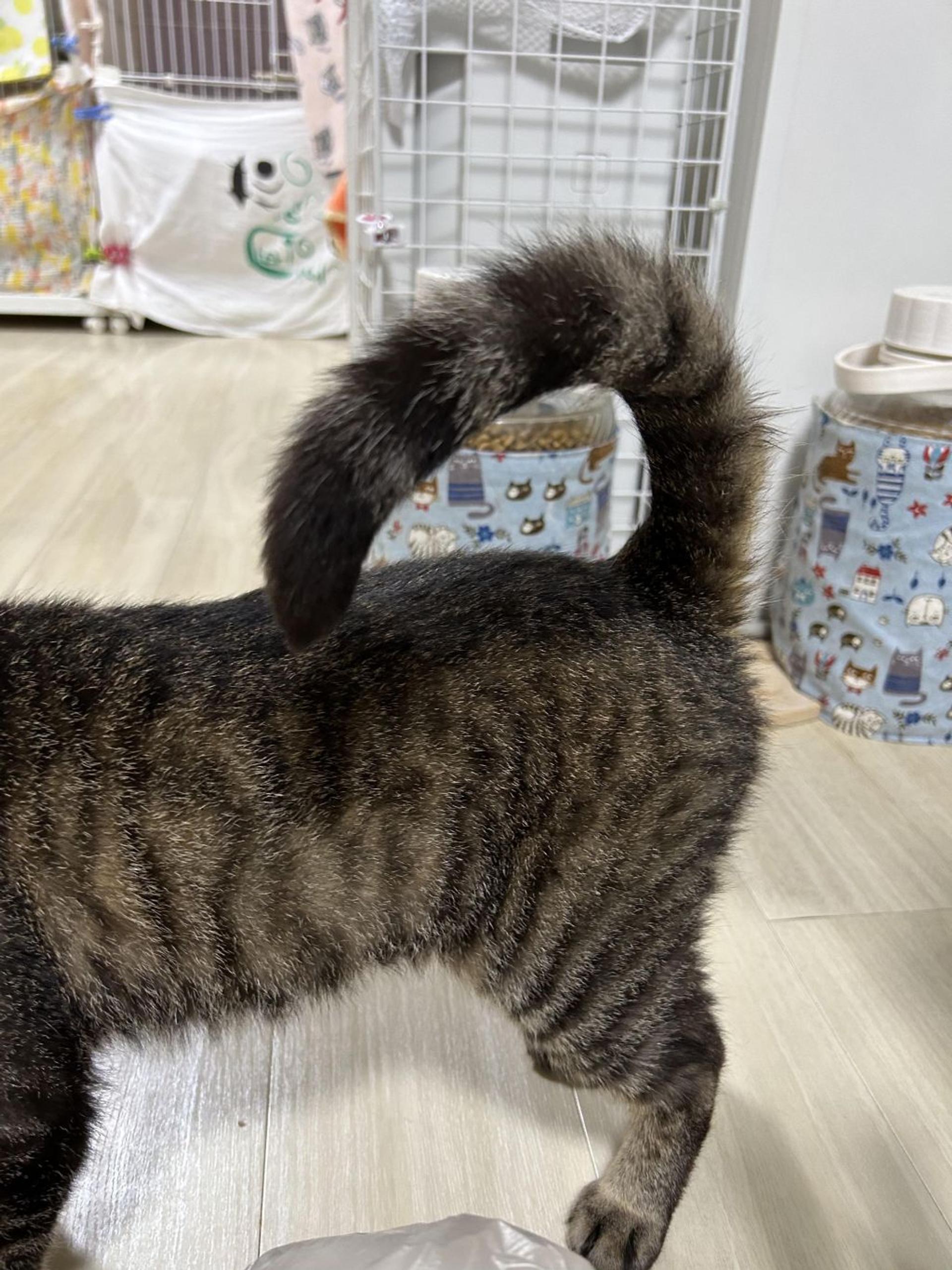 pet-image-4