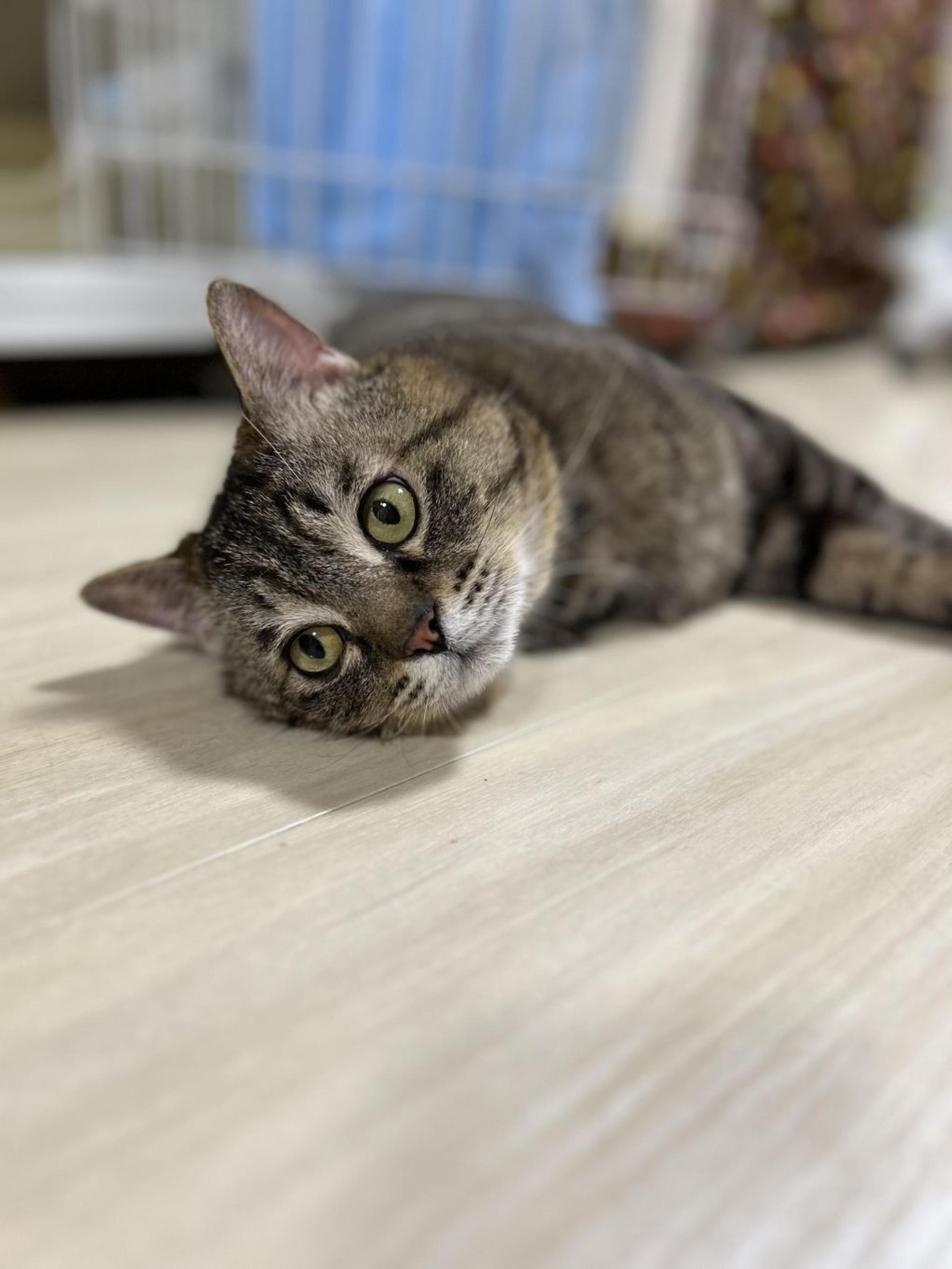 pet-image-5