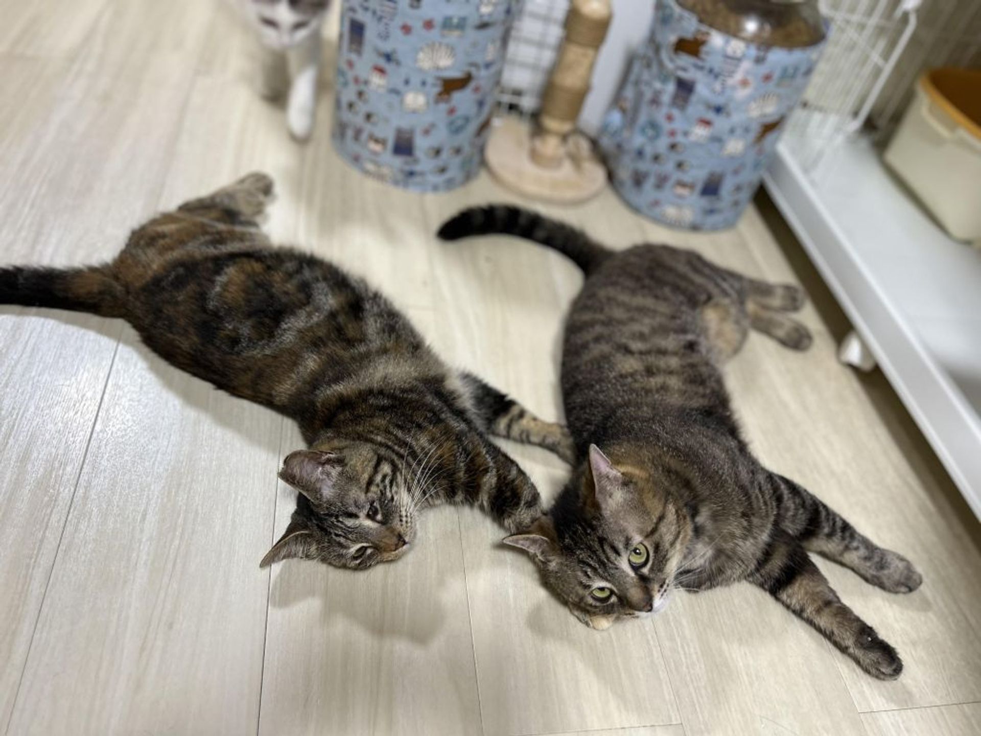雑種（ミックス猫）・オスの里親募集の写真