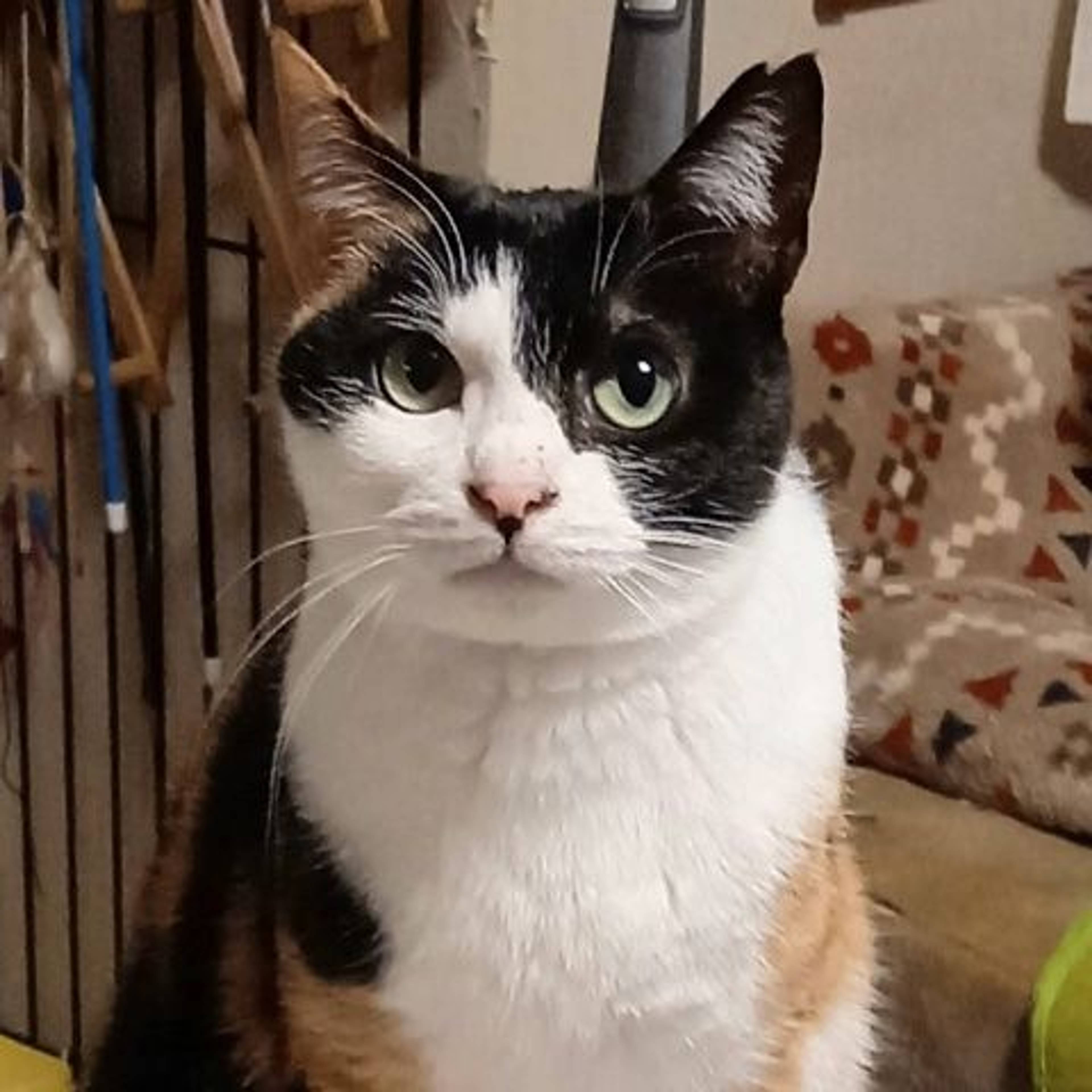 日本猫・メスの里親募集の写真