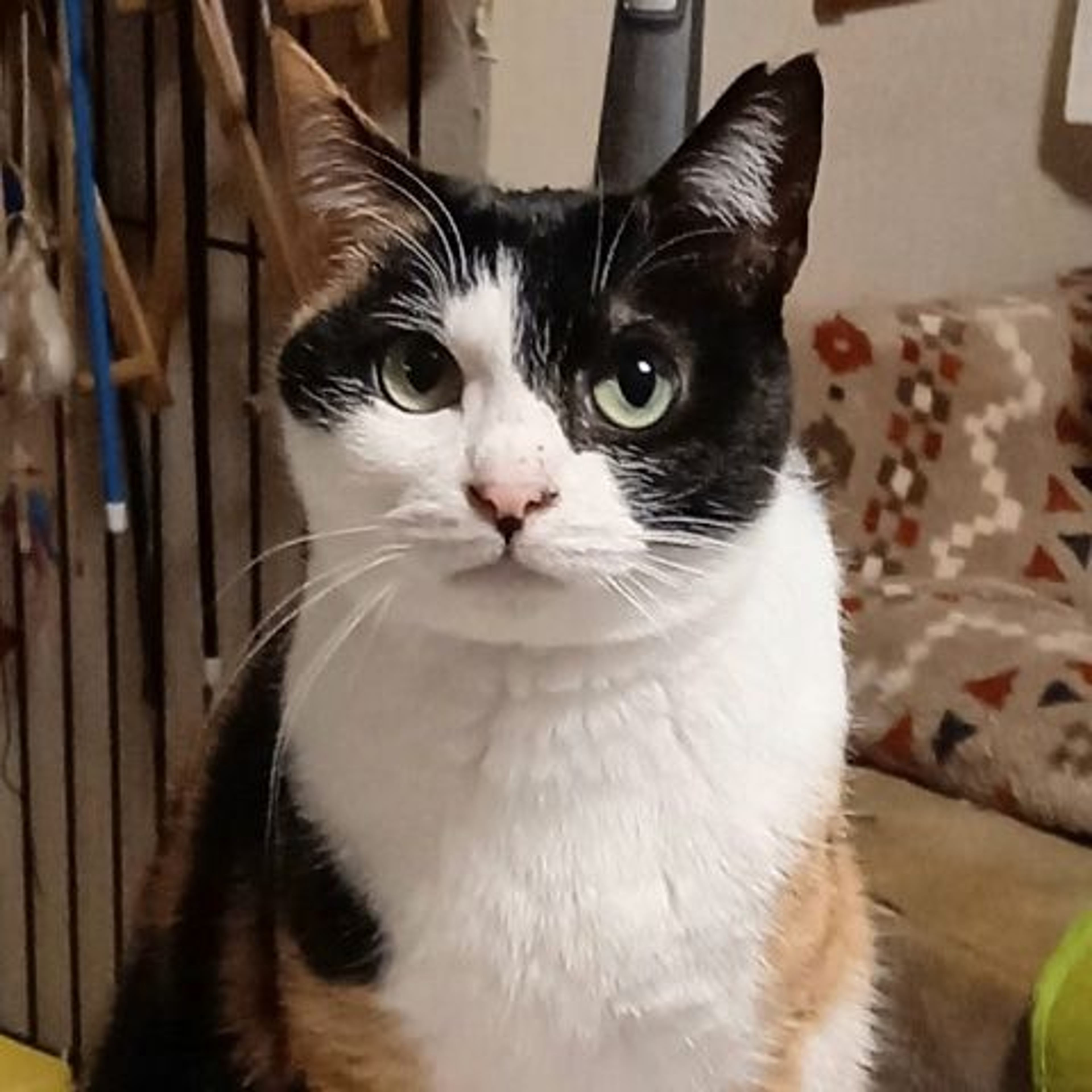 日本猫・メスの里親募集の写真