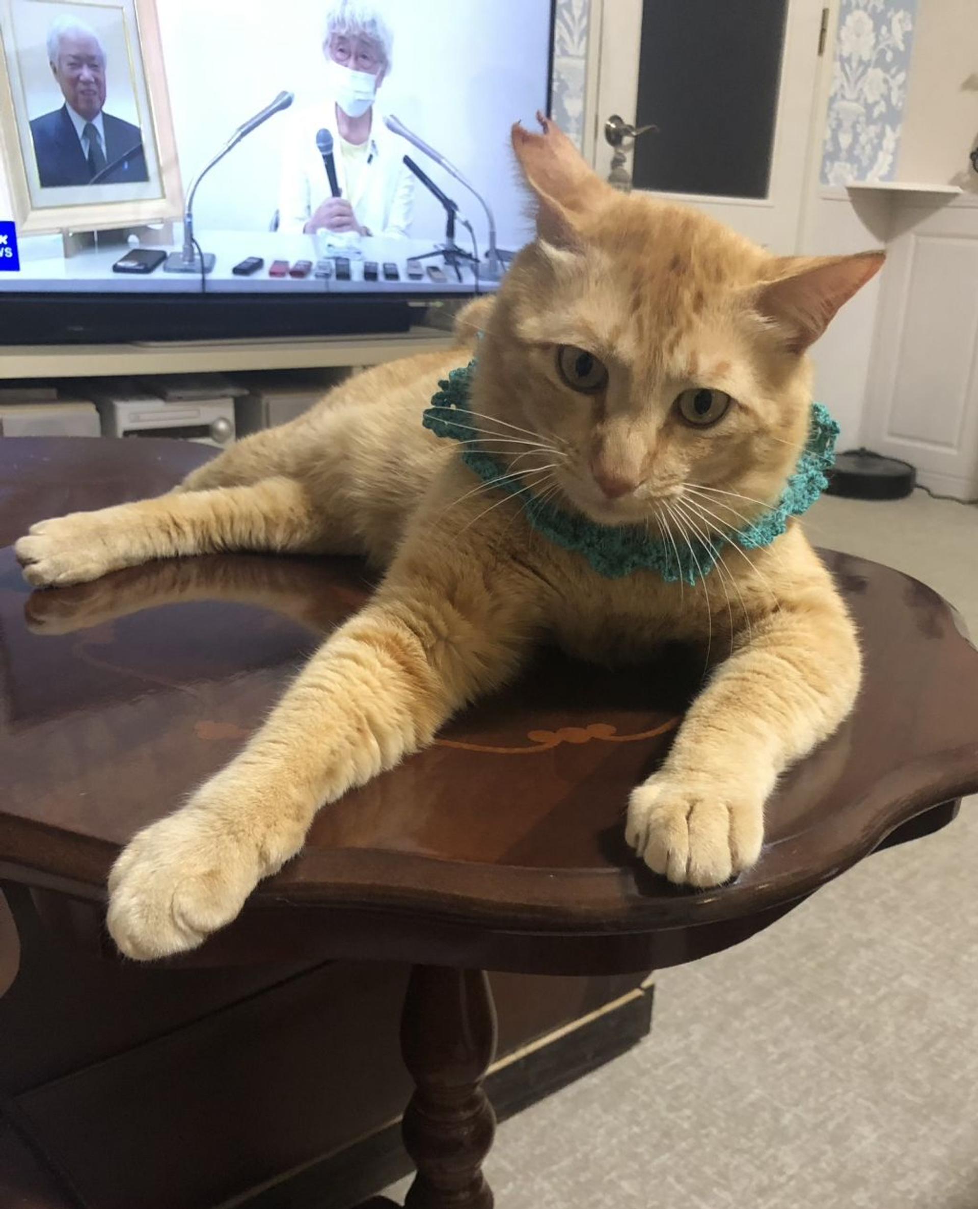 pet-image-5
