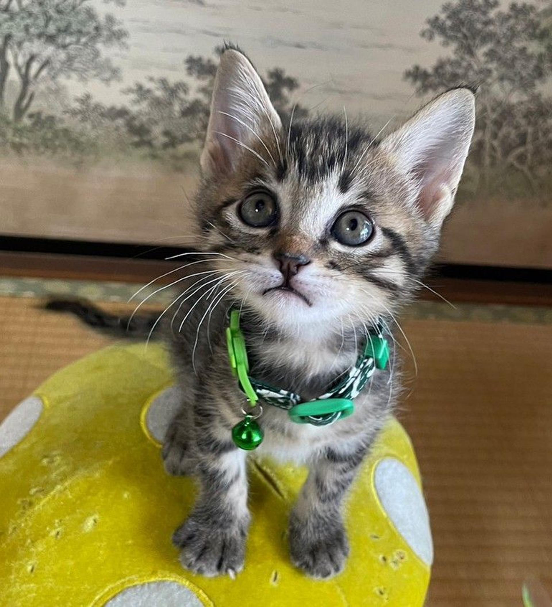 pet-image-3