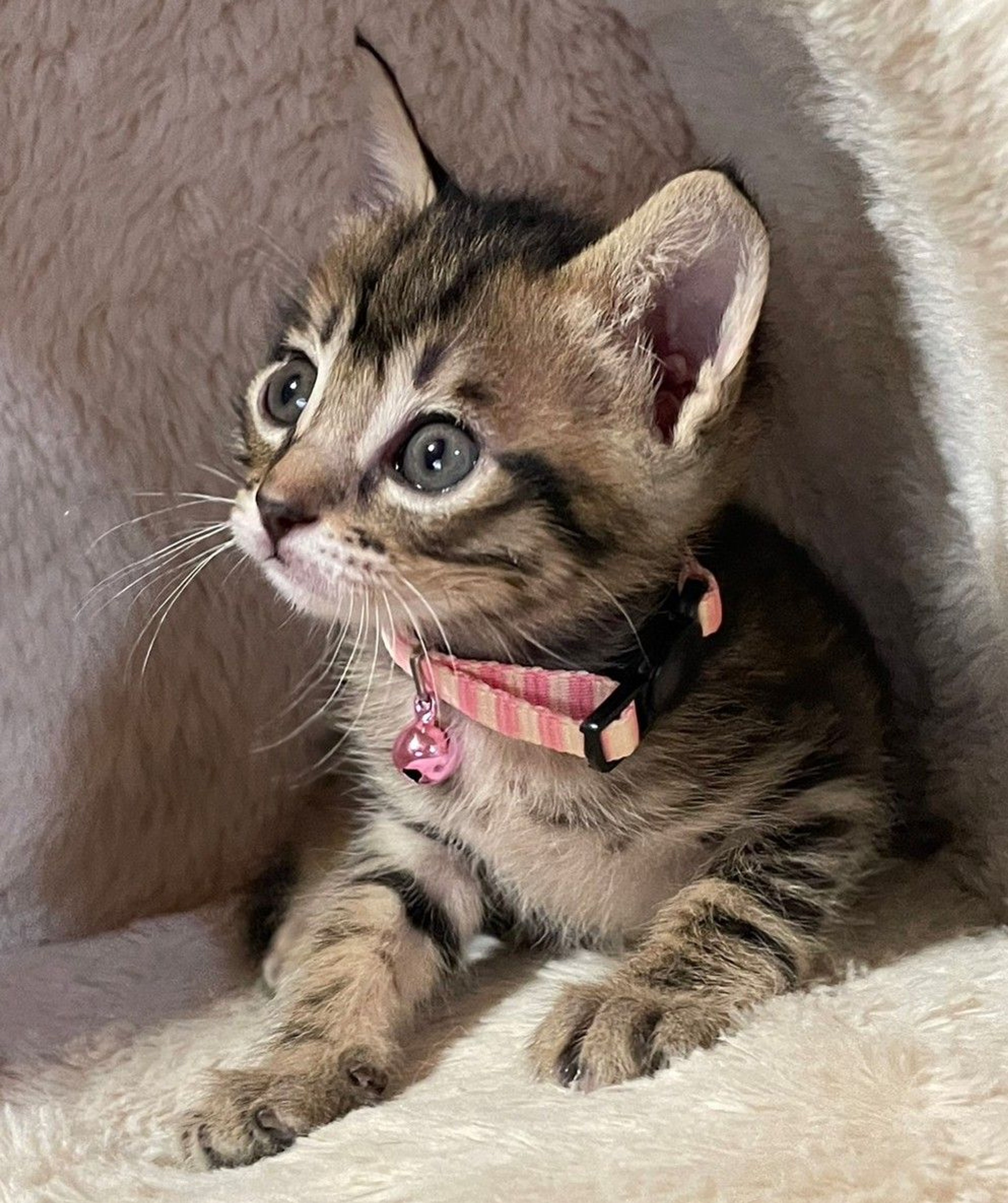 雑種（ミックス猫）・オスの里親募集の写真