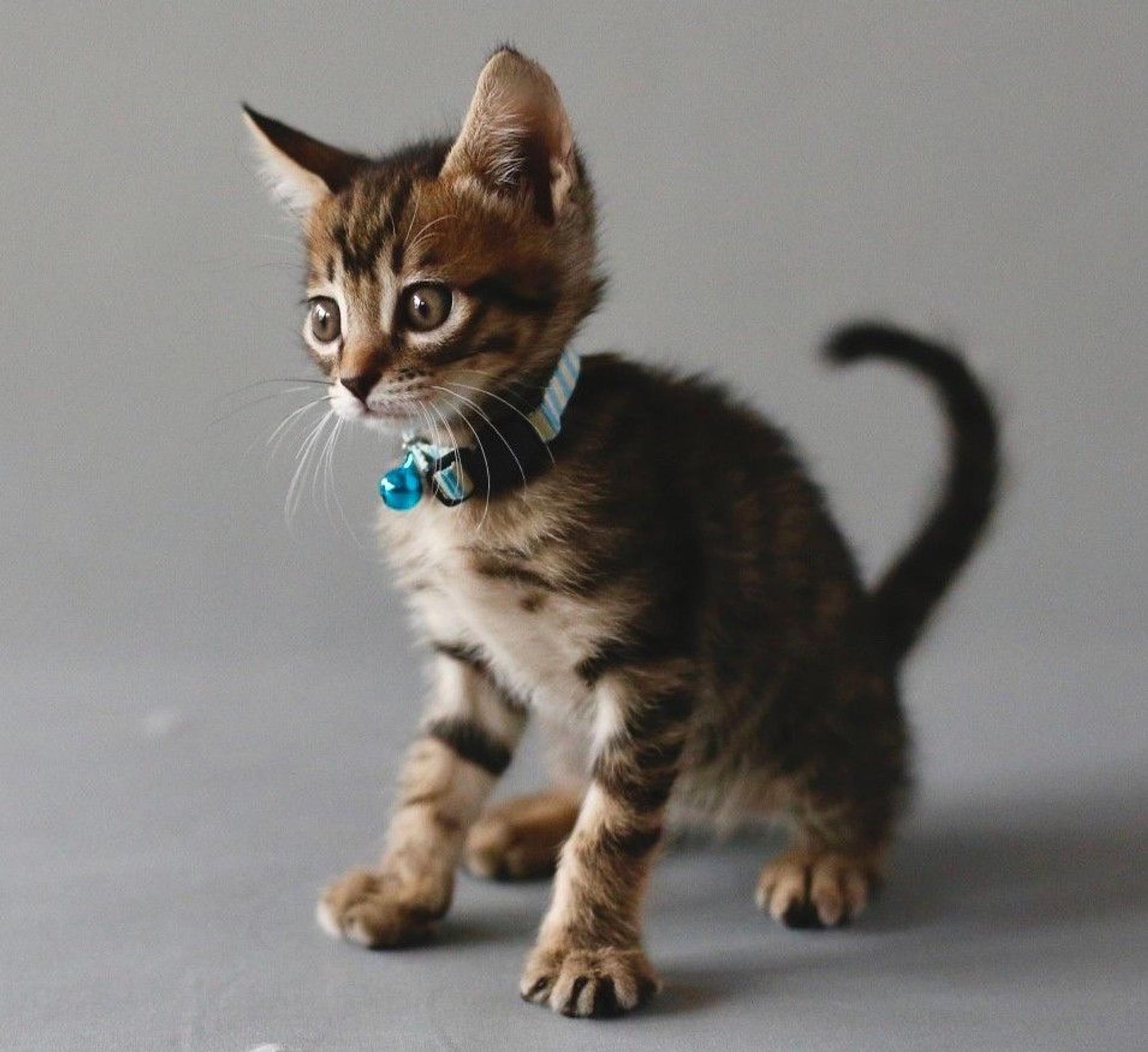 pet-image-4
