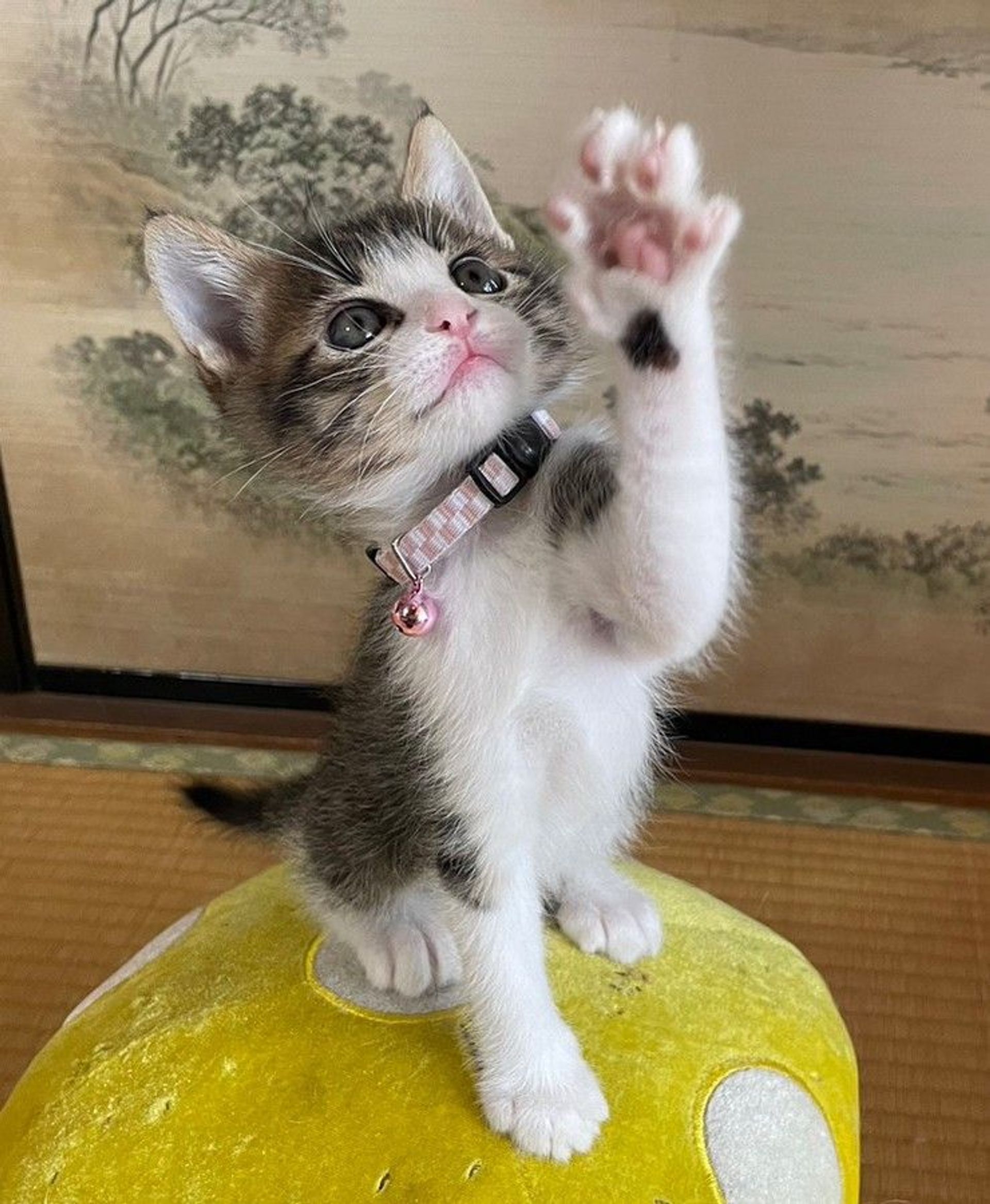 雑種（ミックス猫）・オスの里親募集の写真