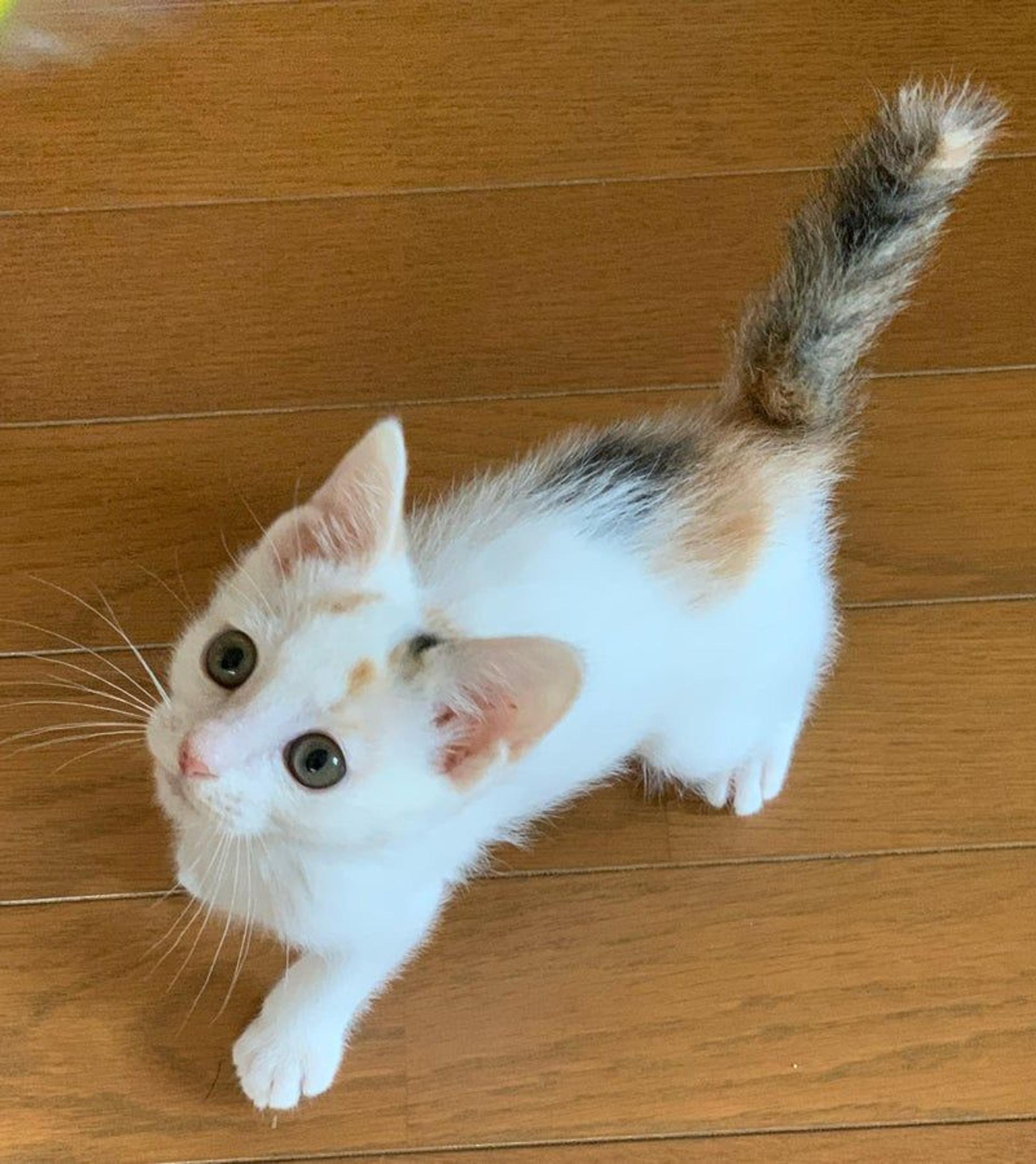 pet-image-3