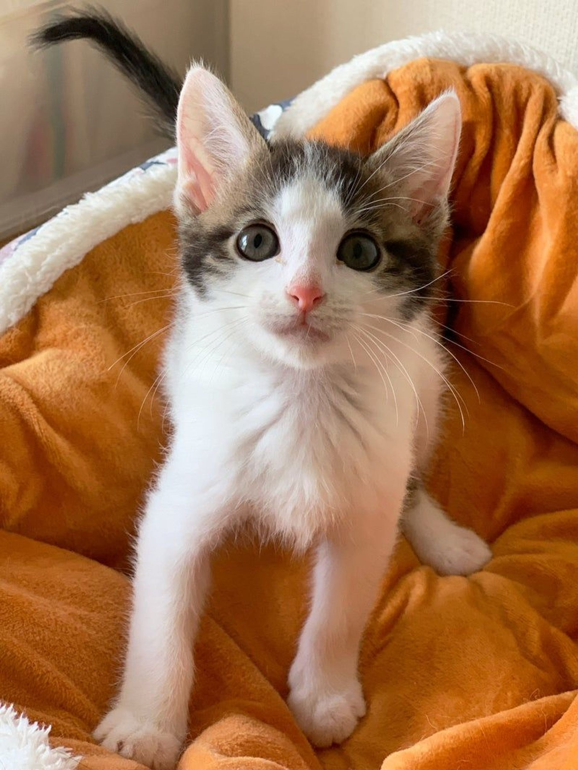 雑種（ミックス猫）・オスの里親募集の写真