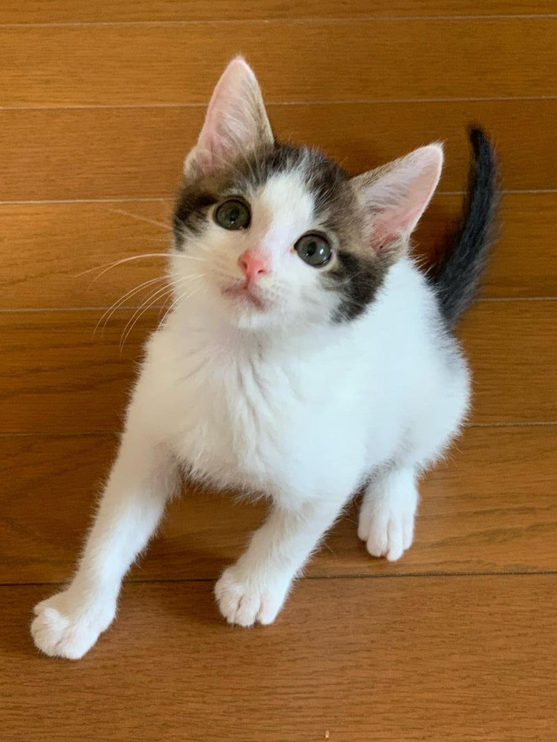 pet-image-2