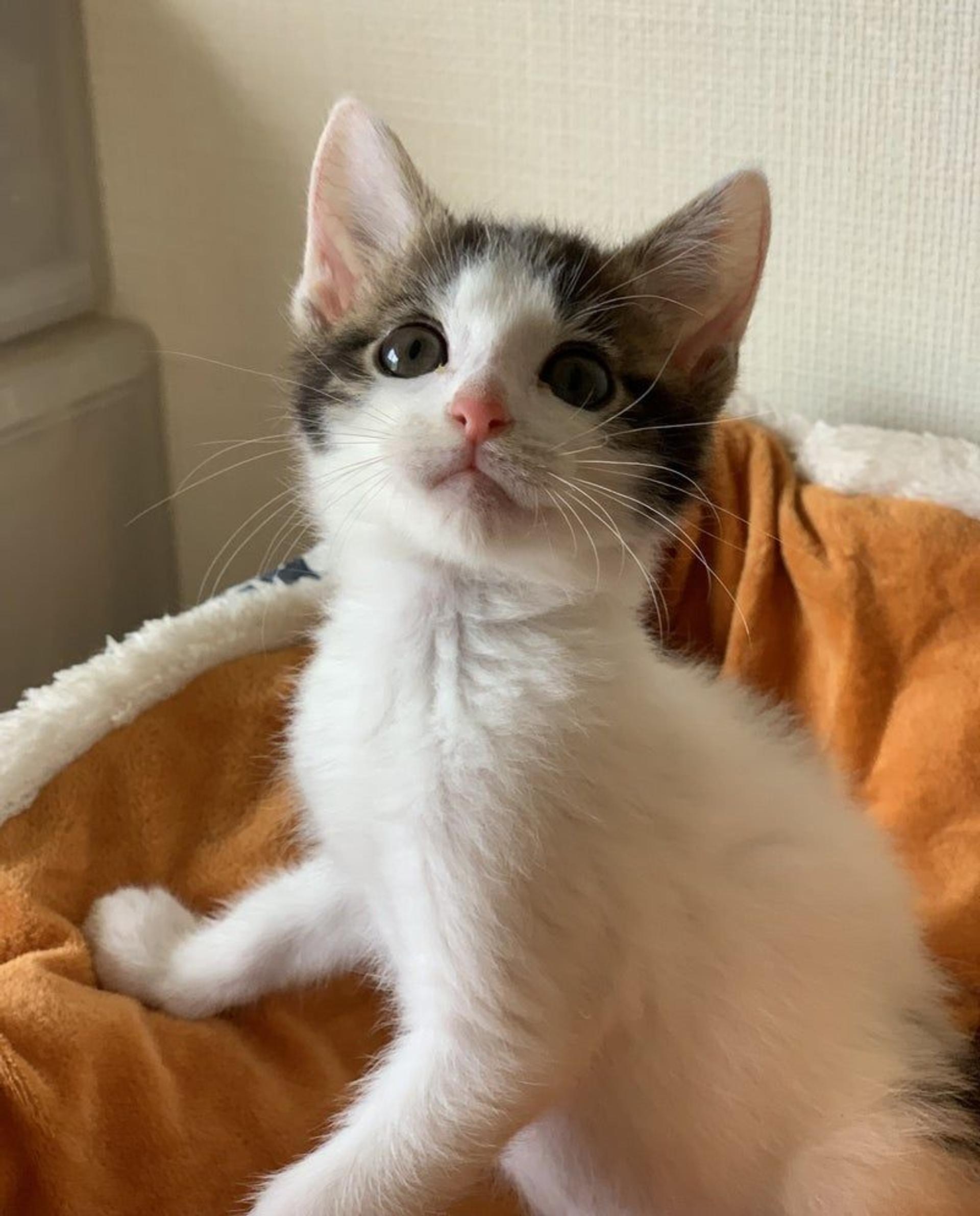 pet-image-3