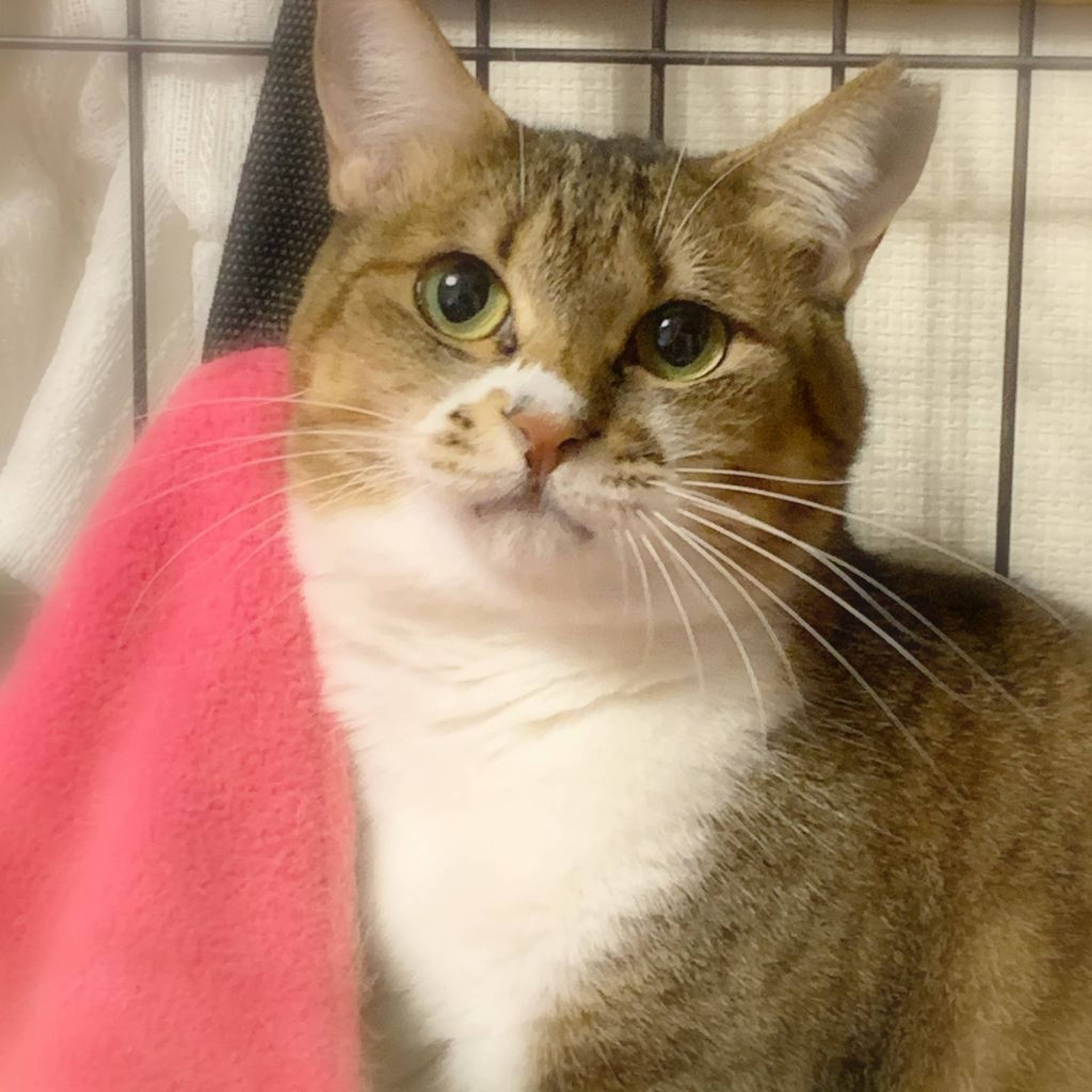 雑種（ミックス猫）・メスの里親募集の写真