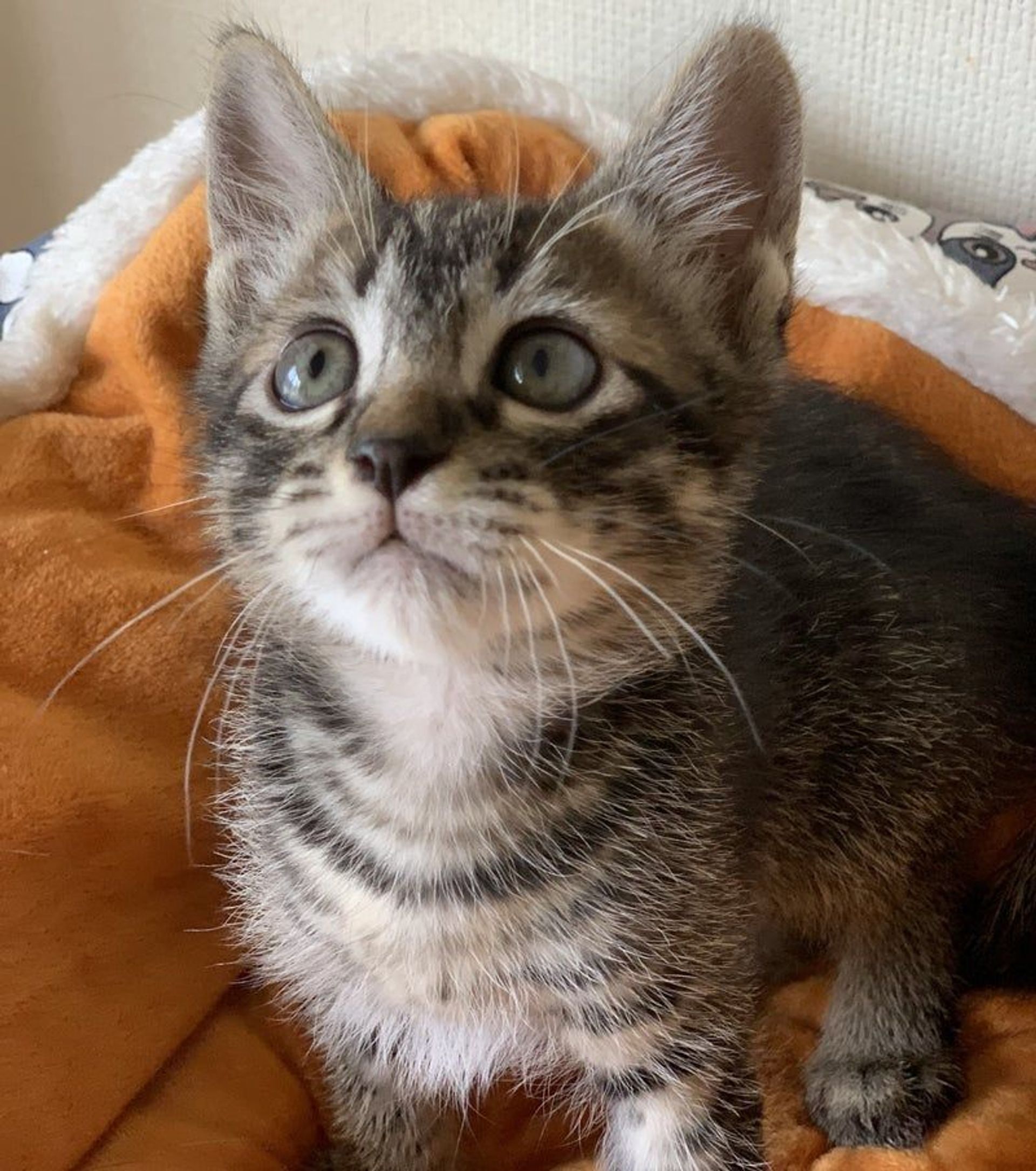 雑種（ミックス猫）・オスの里親募集の写真