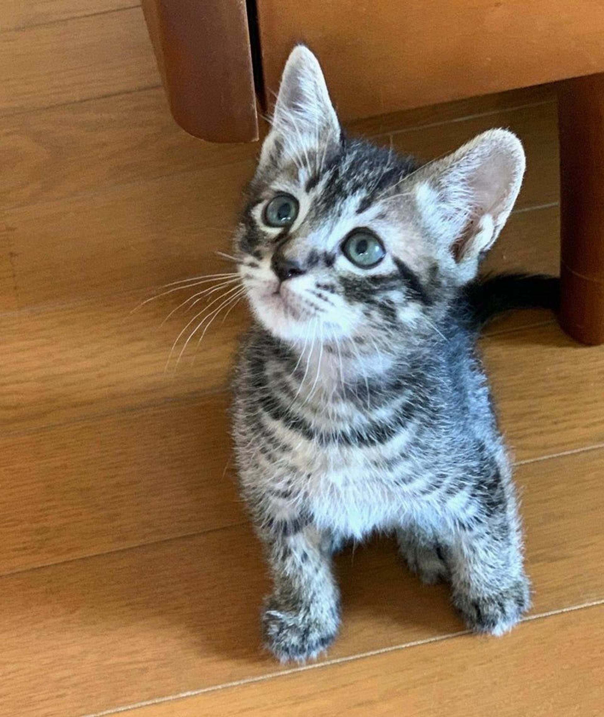 pet-image-2