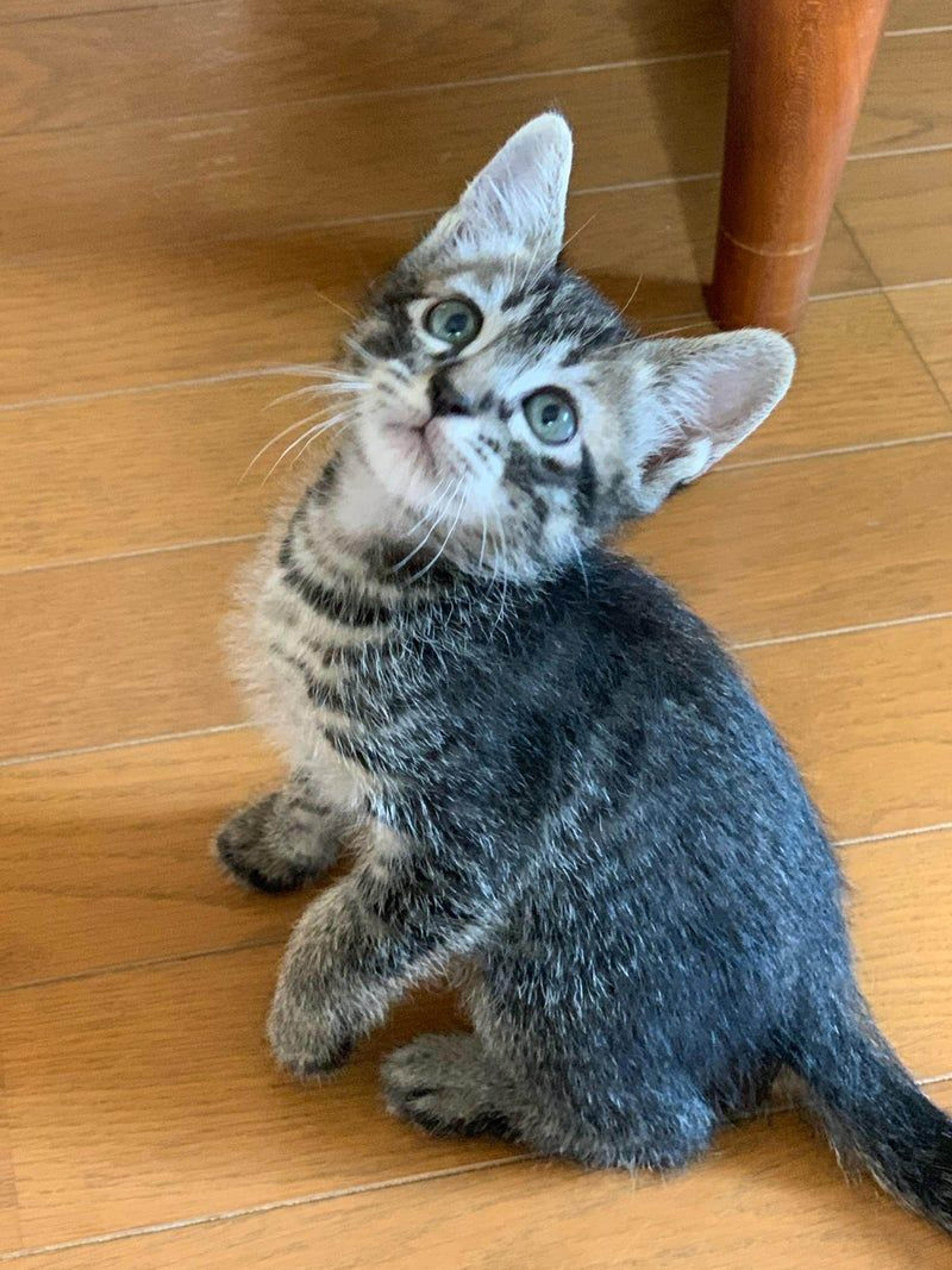 pet-image-3