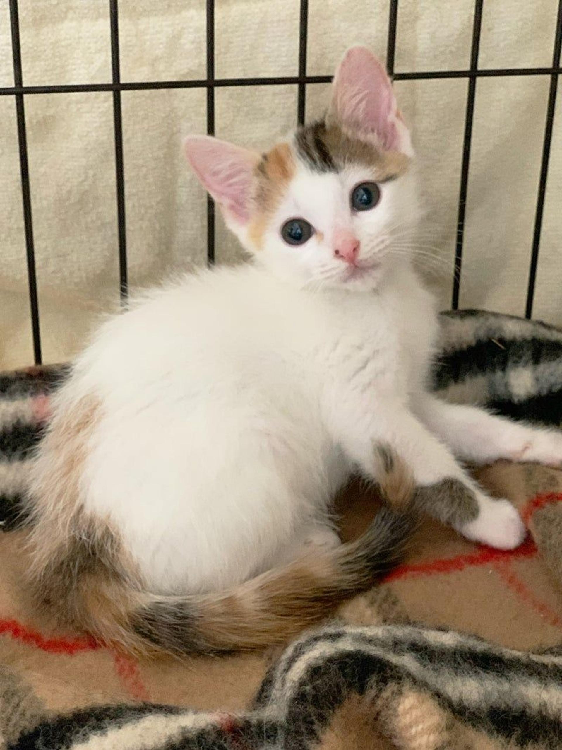 pet-image-2