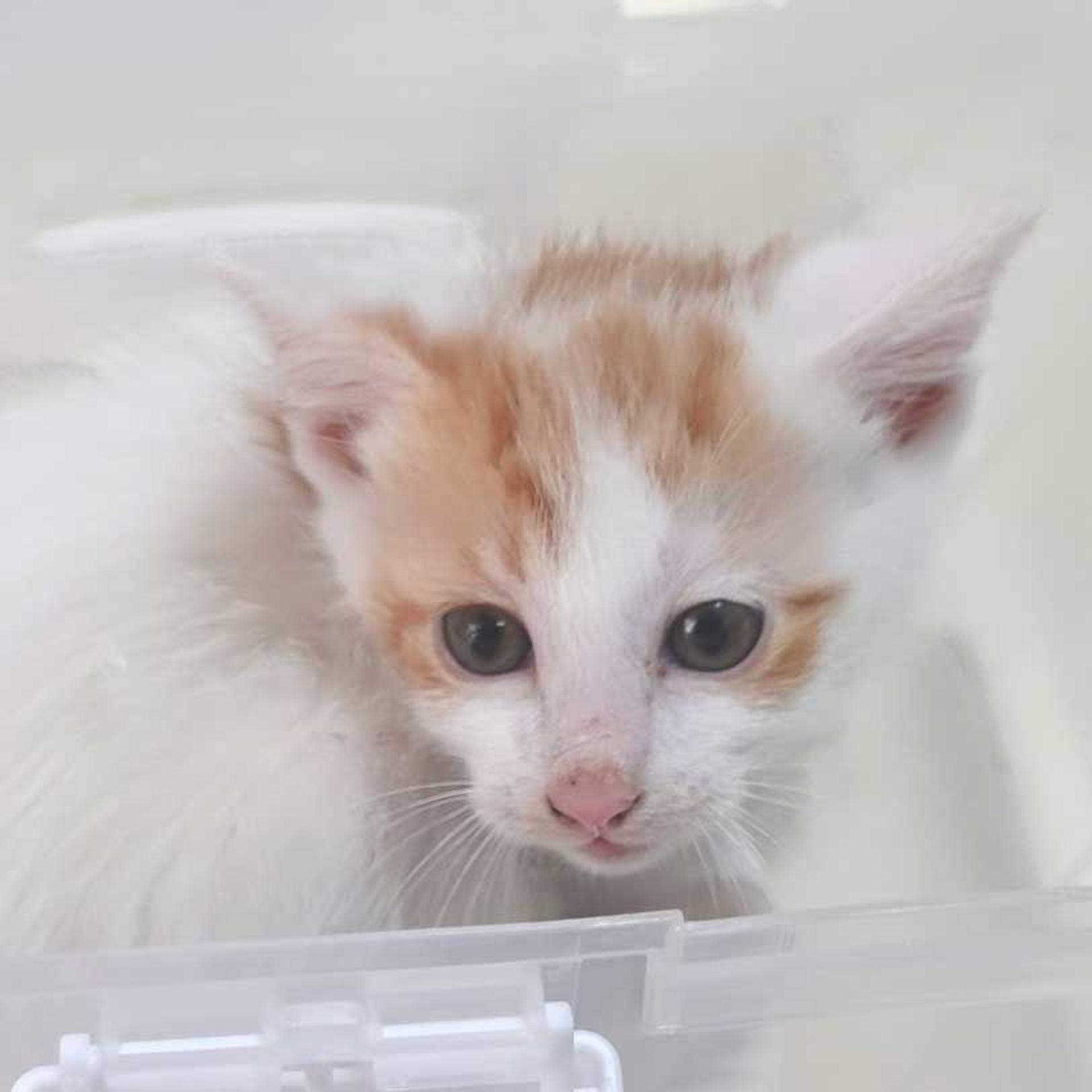 pet-image-4