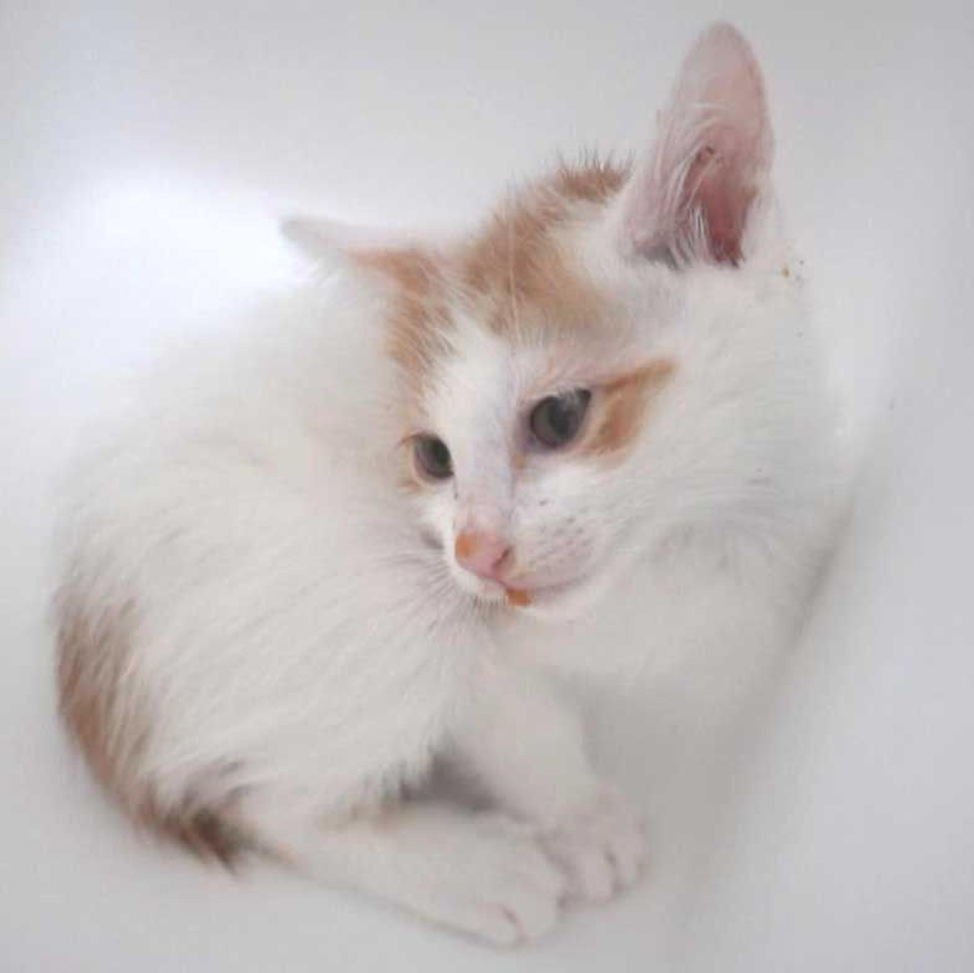 pet-image-5