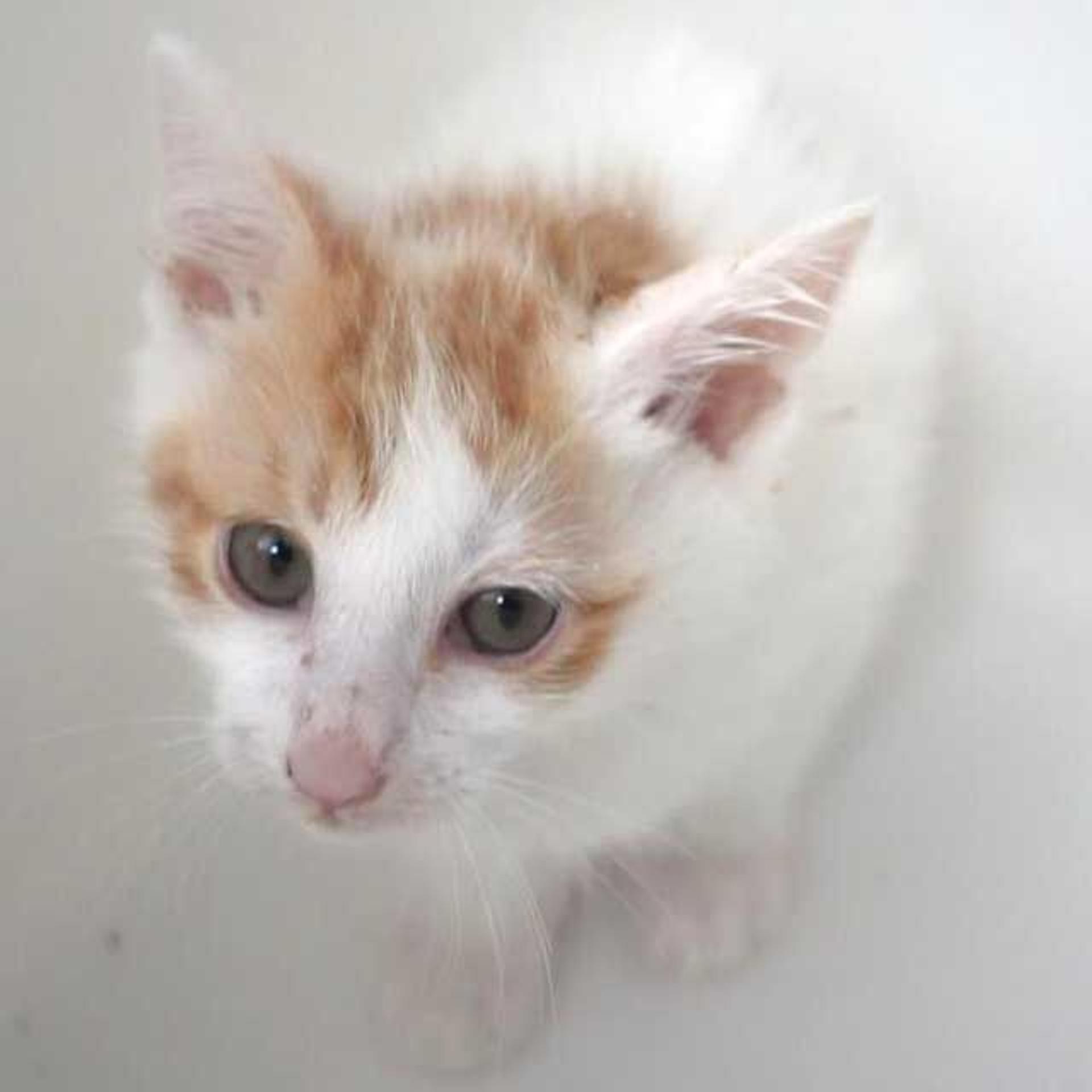 pet-image-6