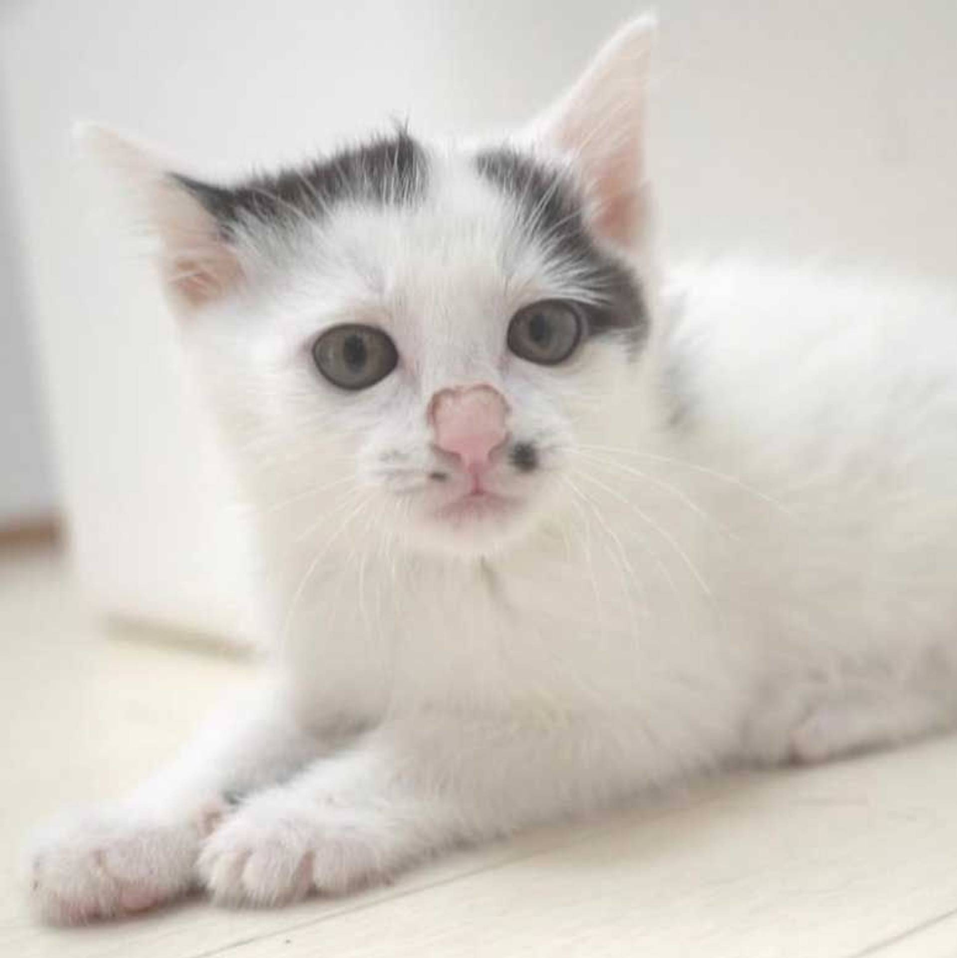 雑種（ミックス猫）・メスの里親募集の写真