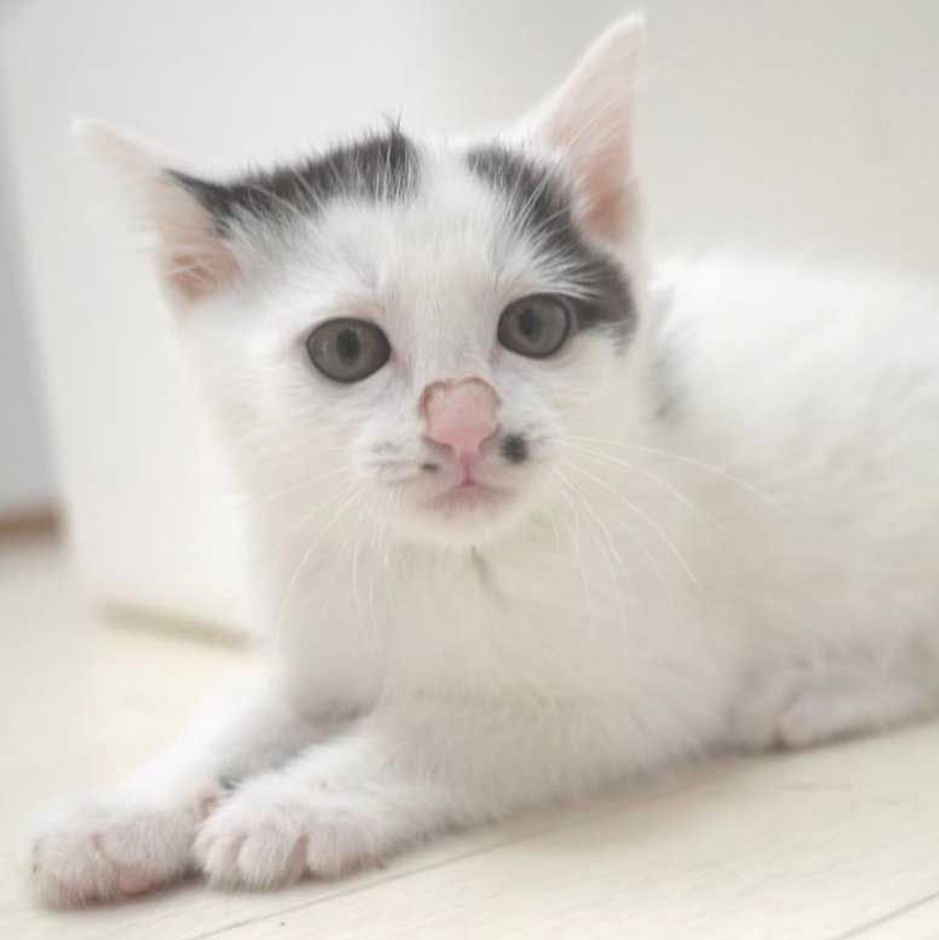 雑種（ミックス猫）・メスの里親募集の写真