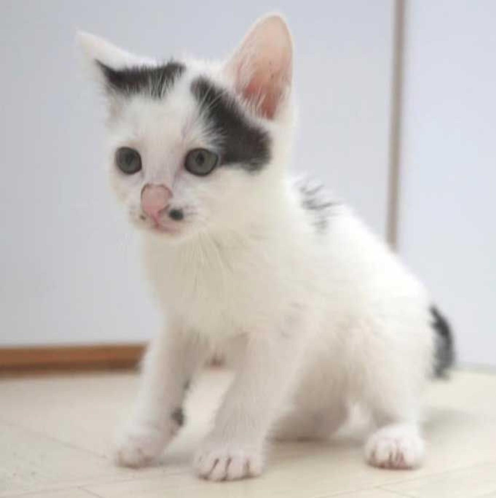 pet-image-3