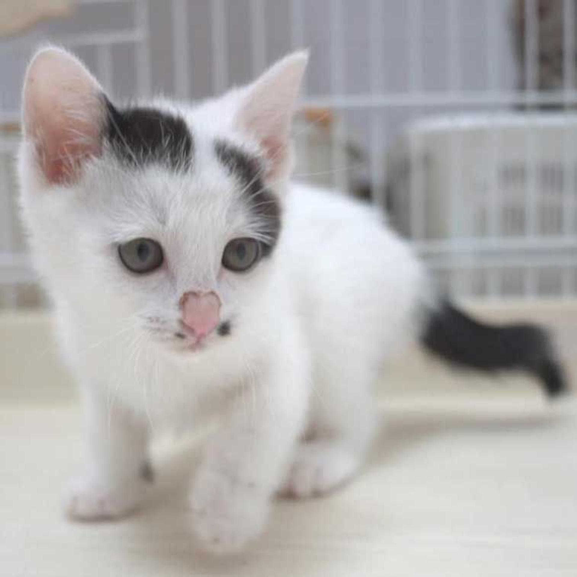 pet-image-4