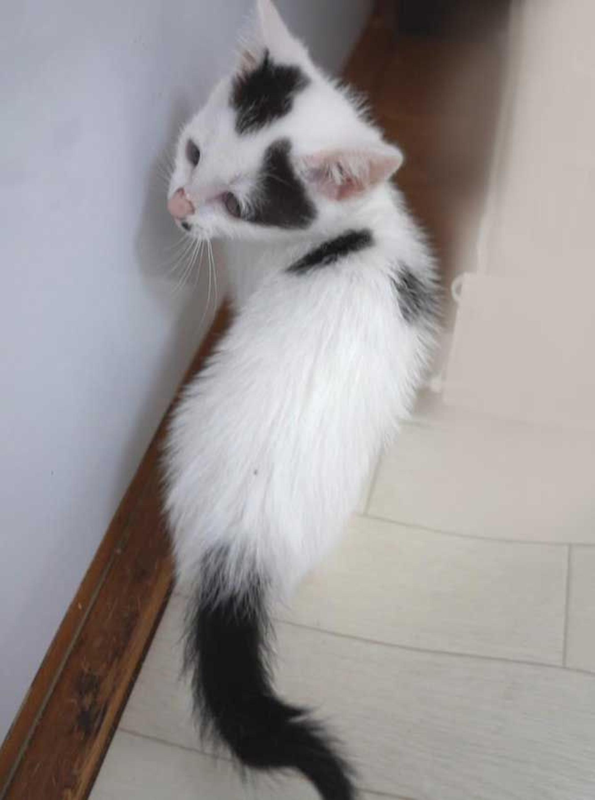 pet-image-5