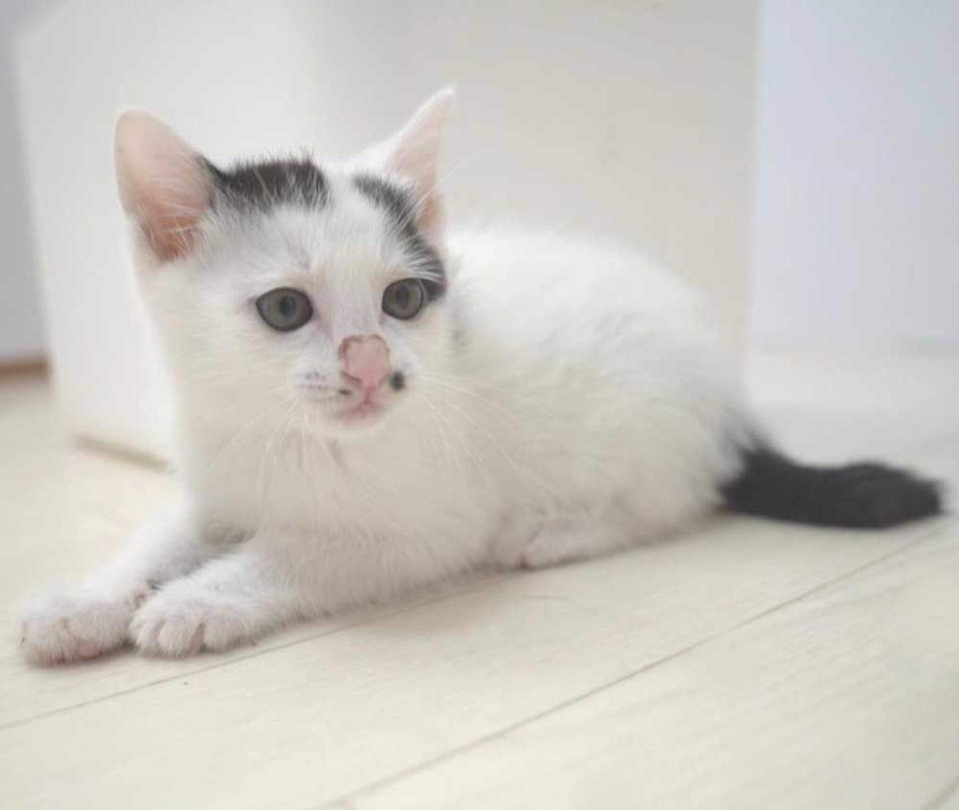 pet-image-6
