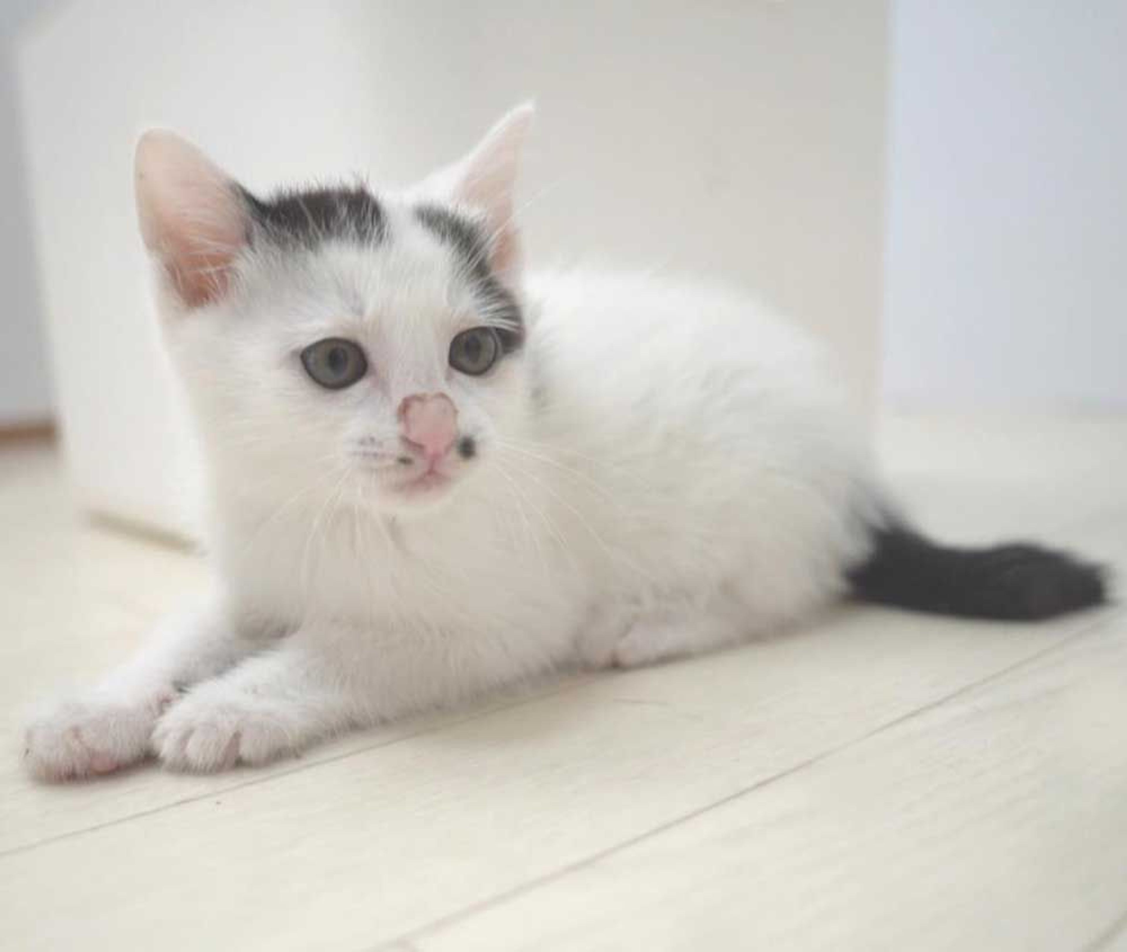 pet-image-6