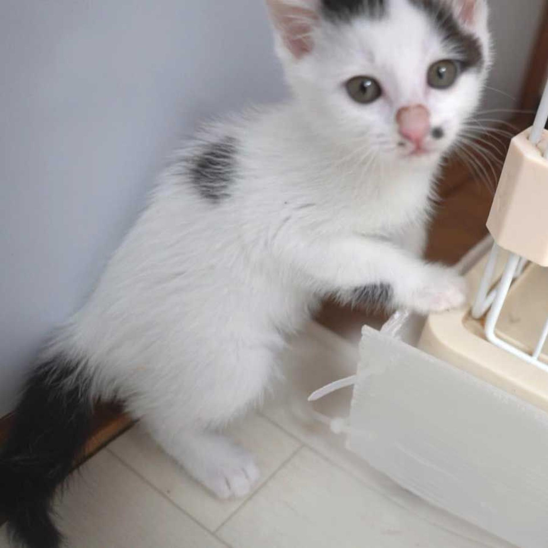 pet-image-8