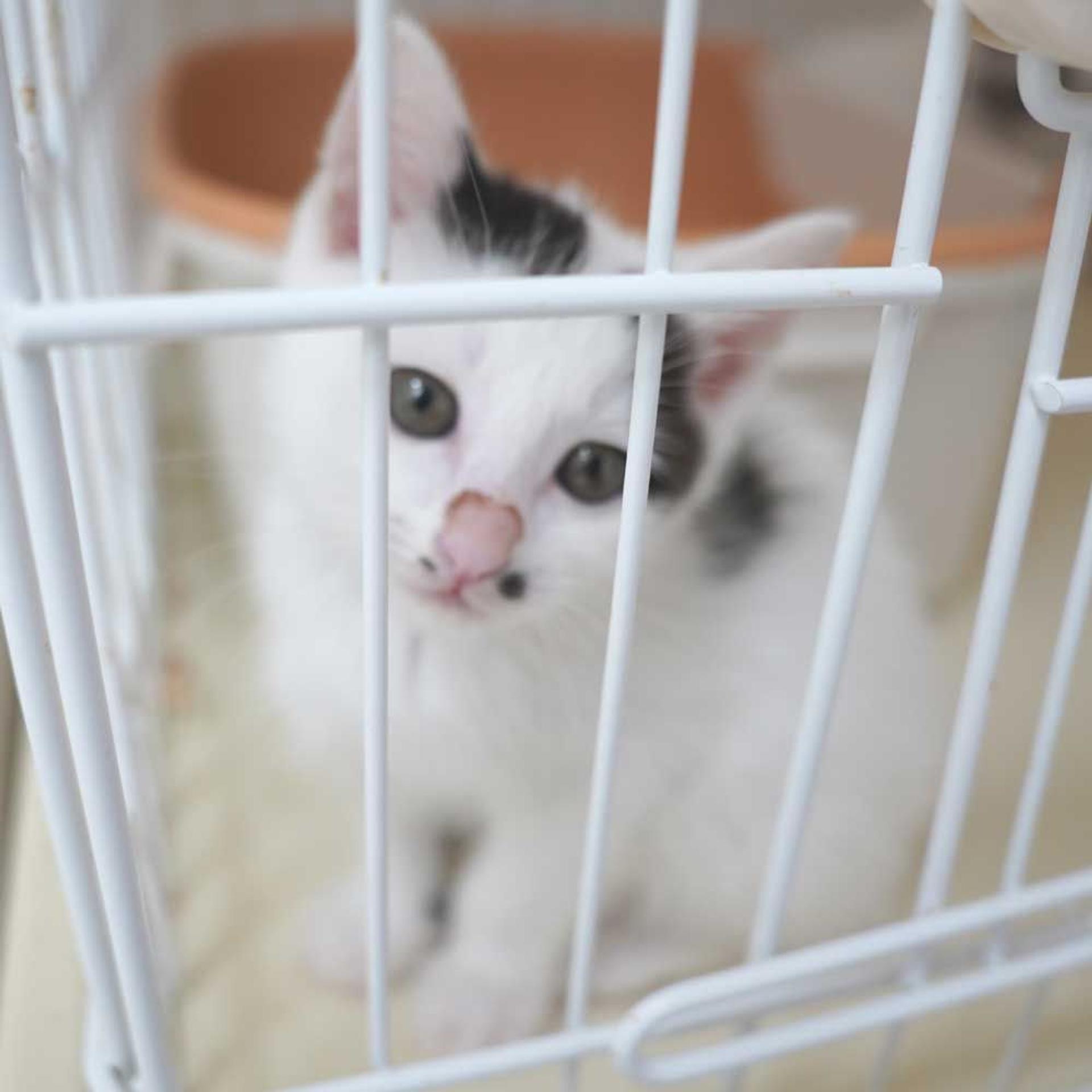 pet-image-9