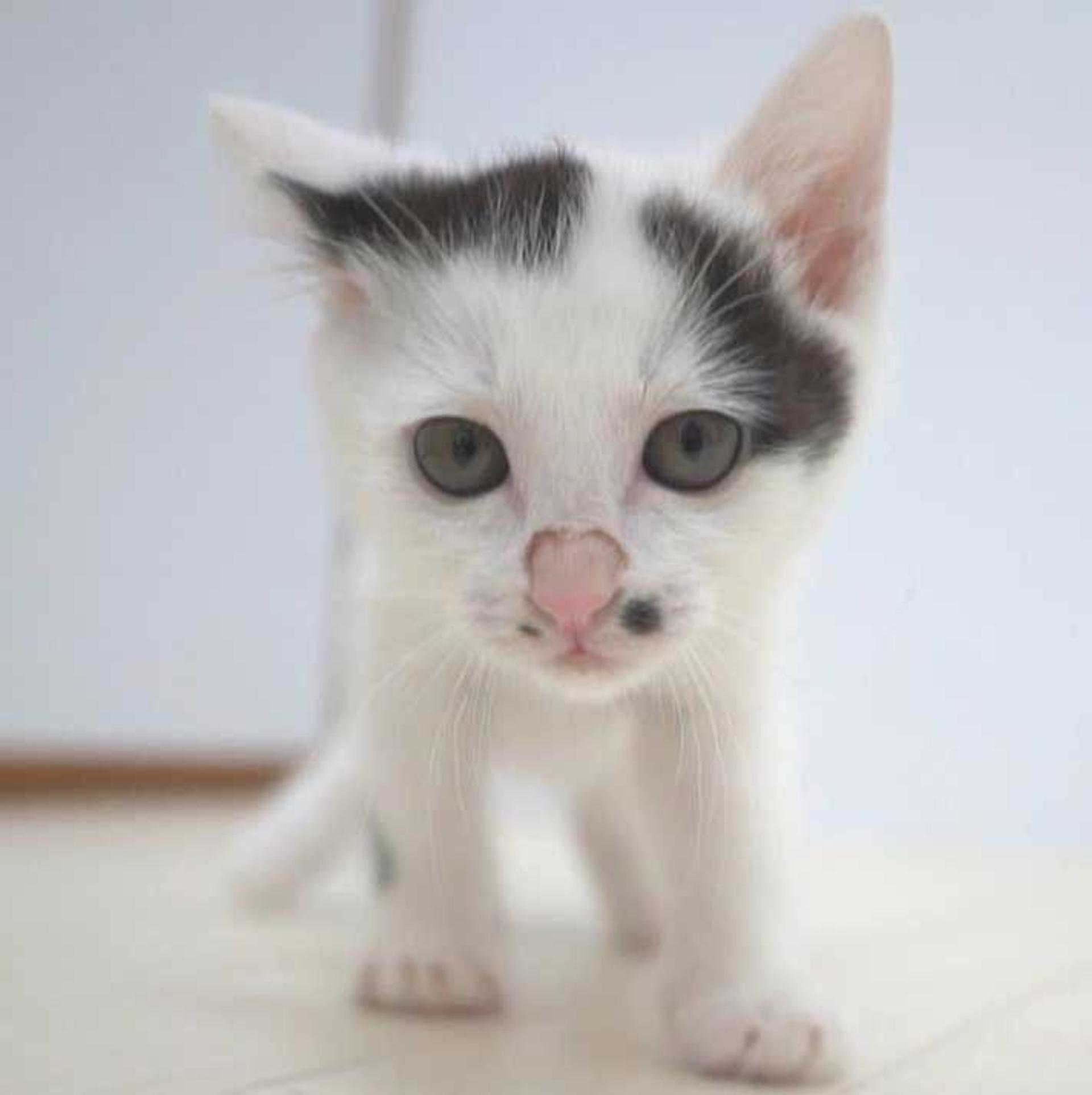 pet-image-10