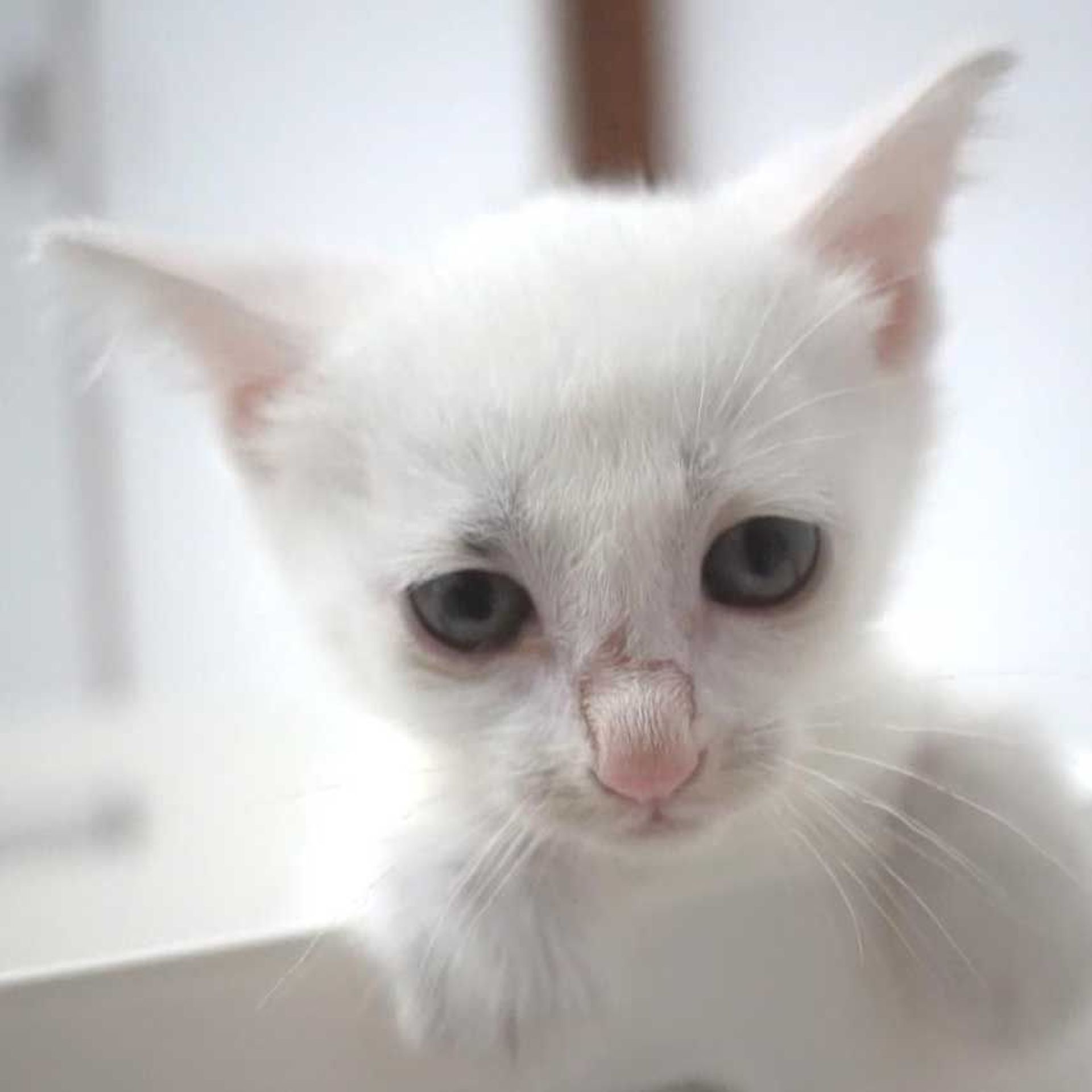 雑種（ミックス猫）・オスの里親募集の写真
