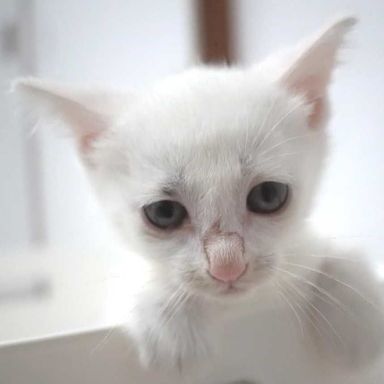 白の男の子の写真